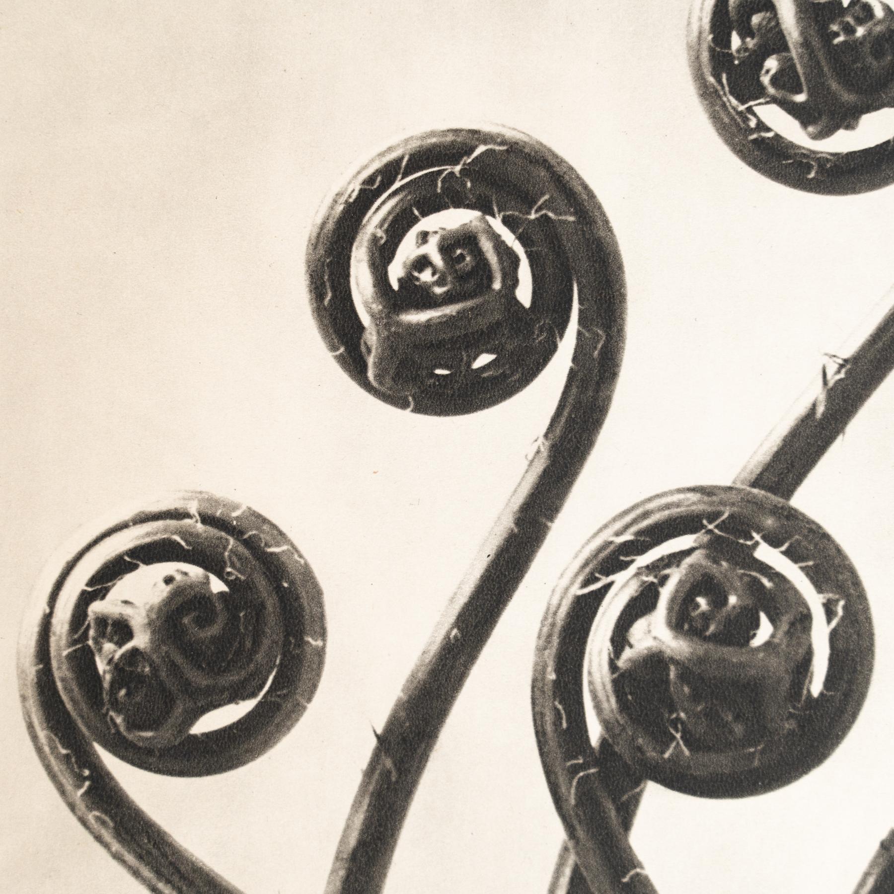 Set of Eight Karl Blossfeldt Framed Photogravures: Nature's Elegance (1942) For Sale 7