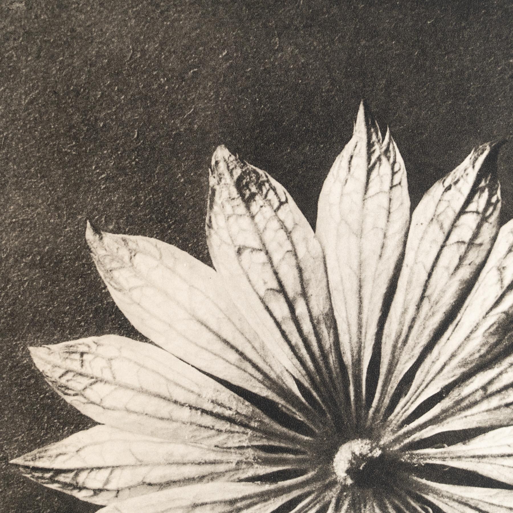 Set of Eight Karl Blossfeldt Framed Photogravures: Nature's Elegance (1942) For Sale 8