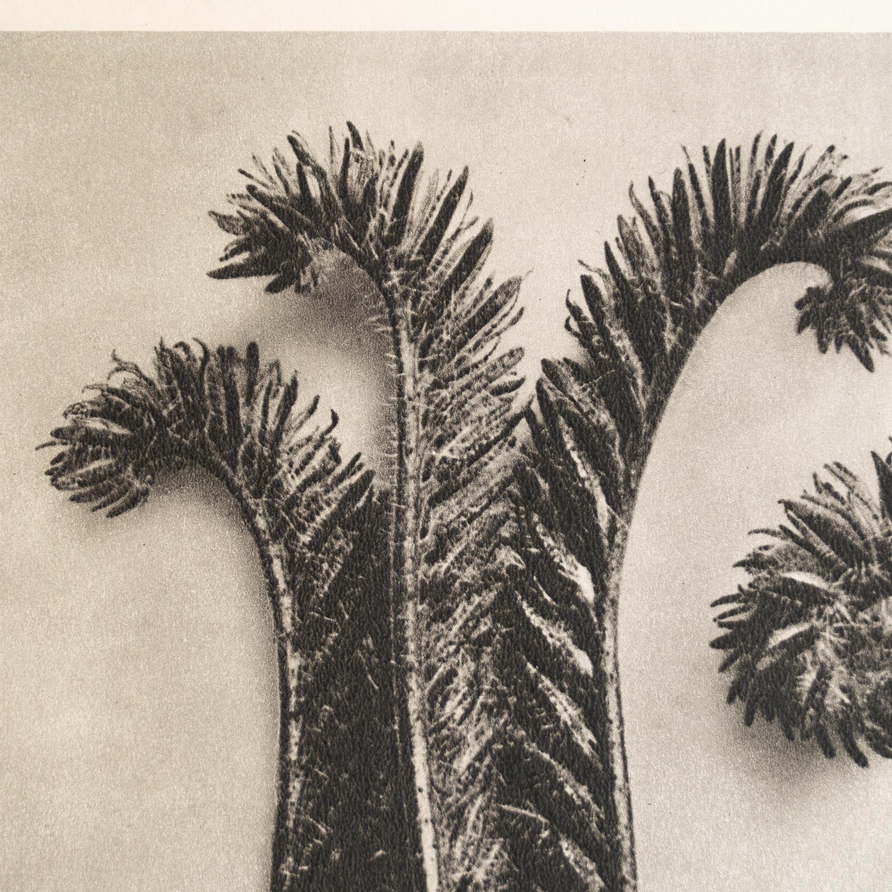 Set of Eight Karl Blossfeldt Framed Photogravures: Nature's Elegance (1942) For Sale 9