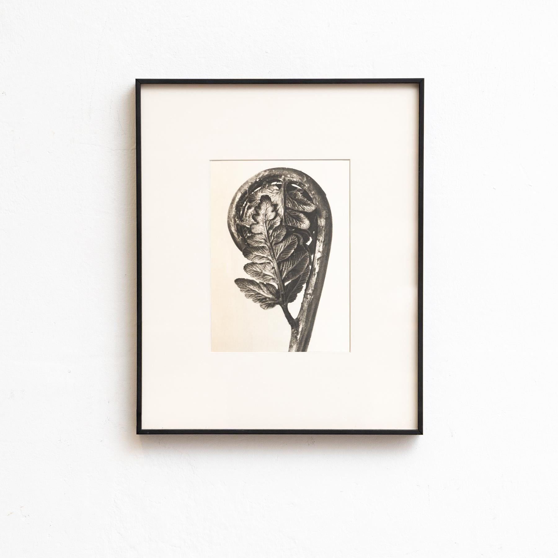 Set of Eight Karl Blossfeldt Framed Photogravures: Nature's Elegance (1942) For Sale 10