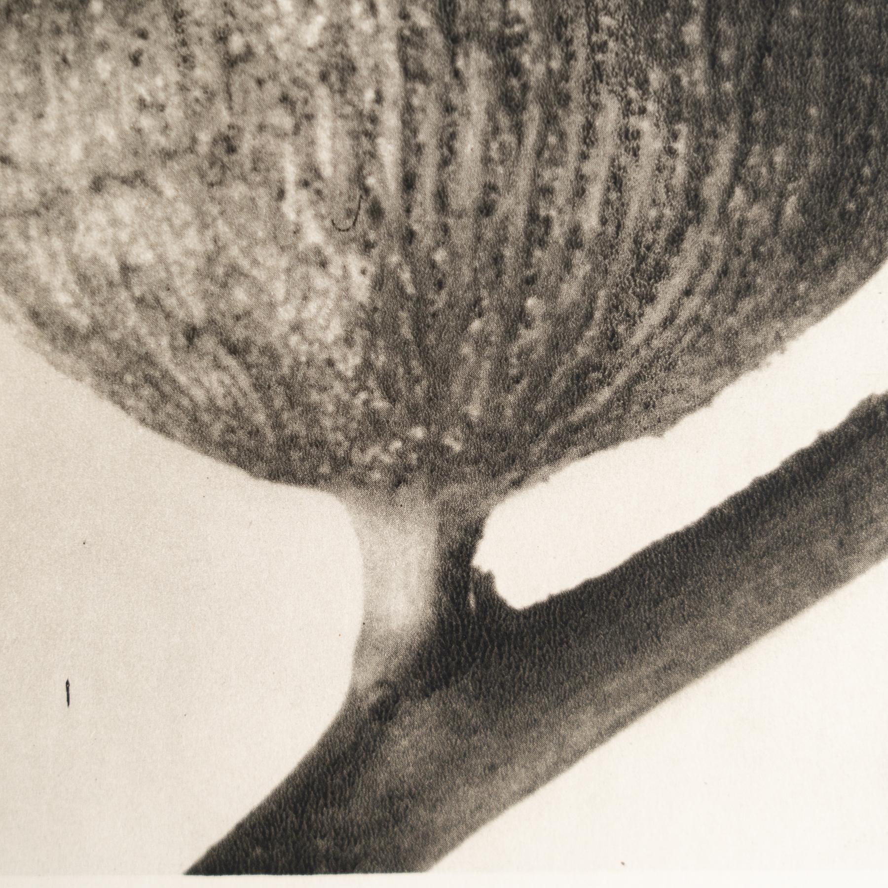Set of Eight Karl Blossfeldt Framed Photogravures: Nature's Elegance (1942) For Sale 11