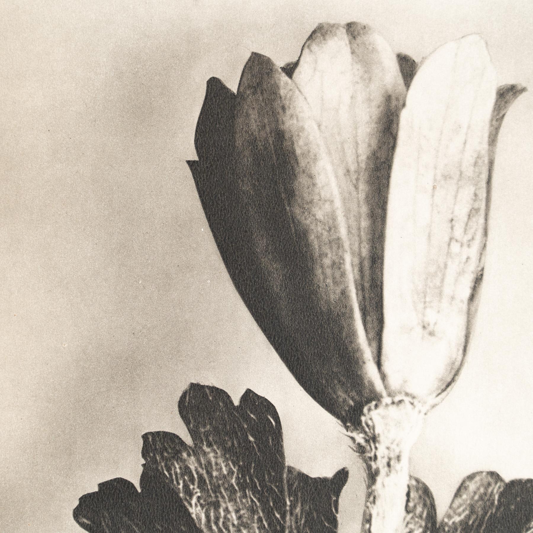 Set of Eight Karl Blossfeldt Framed Photogravures: Nature's Elegance (1942) For Sale 12