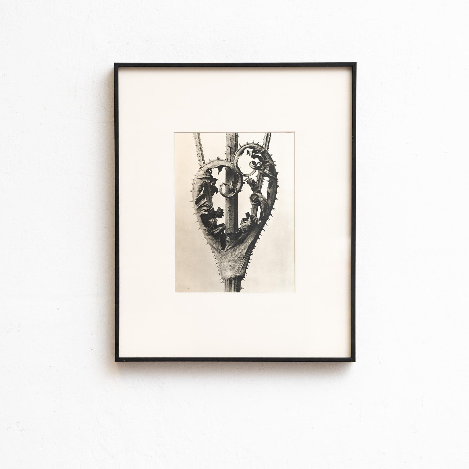 Presenting a captivating set of eight Karl Blossfeldt Photogravures from the 1942 edition of the book 'Wunder in der Natur.' 

In its original condition, this piece boasts minor wear that beautifully weaves into its historical narrative, showcasing