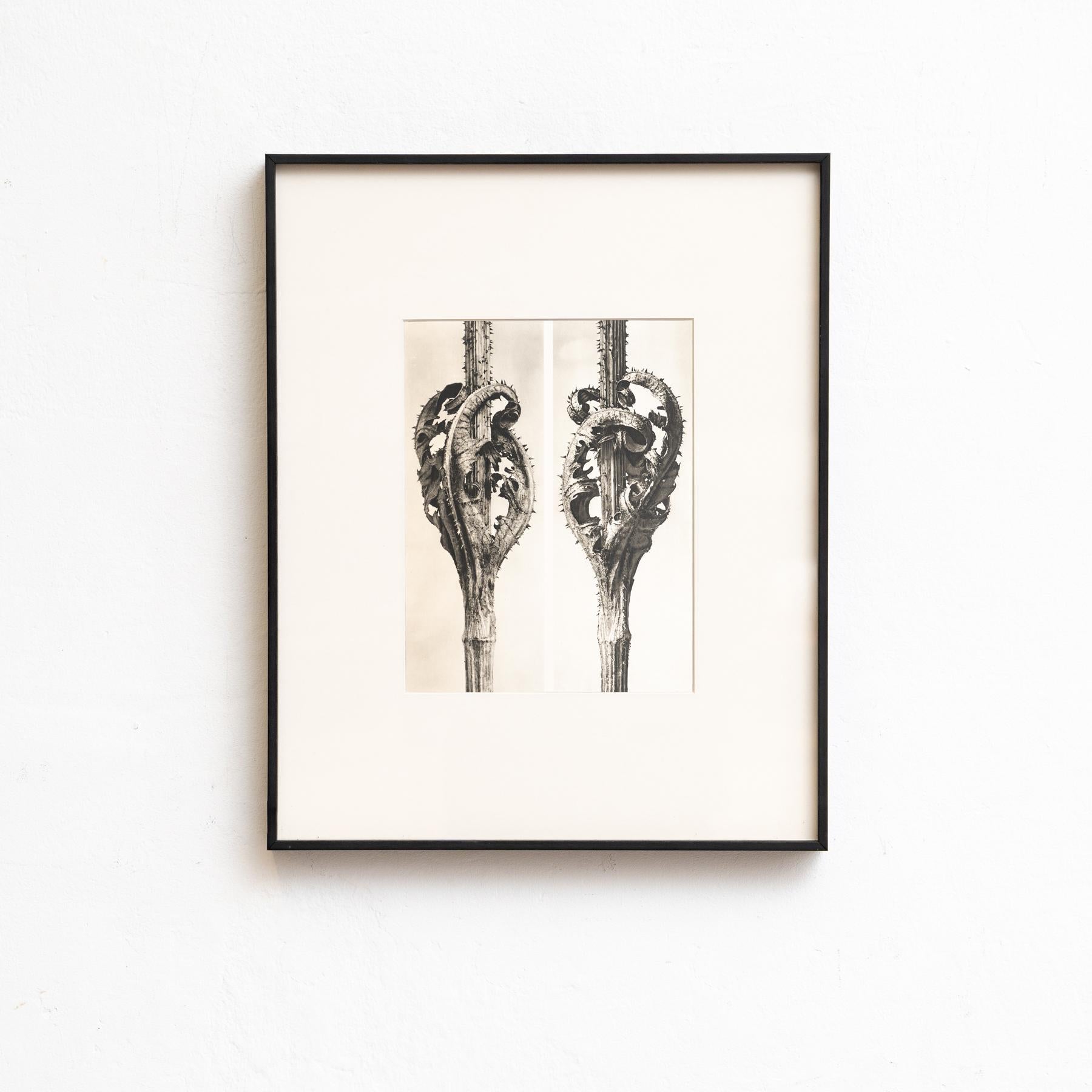 Mid-Century Modern Set of Eight Karl Blossfeldt Framed Photogravures: Nature's Elegance (1942) For Sale