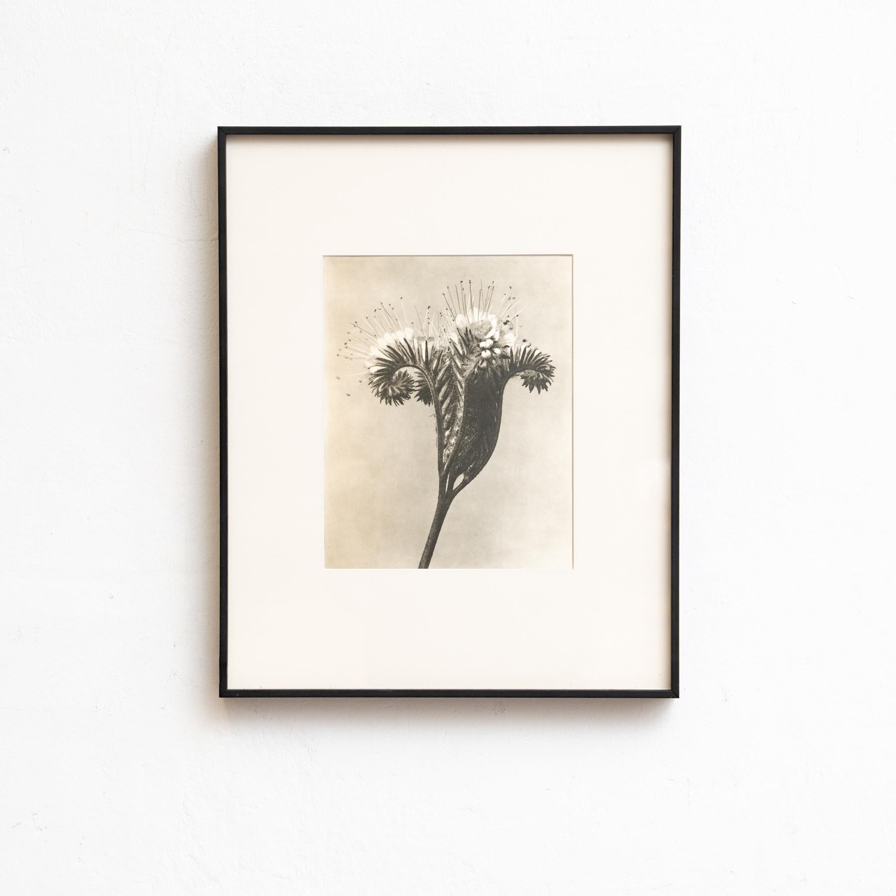 Mid-Century Modern Set of Eight Karl Blossfeldt Framed Photogravures: Nature's Elegance (1942) For Sale