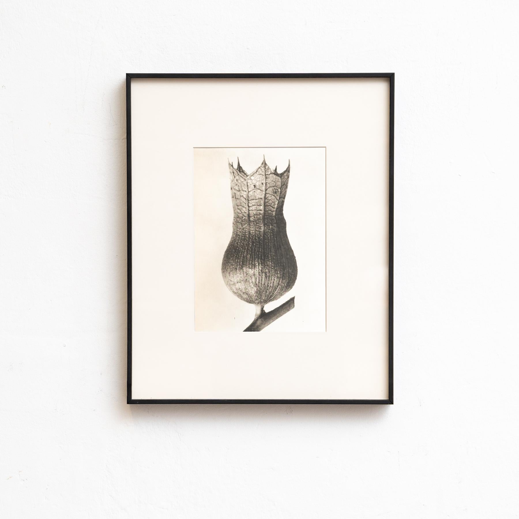 Spanish Set of Eight Karl Blossfeldt Framed Photogravures: Nature's Elegance (1942) For Sale