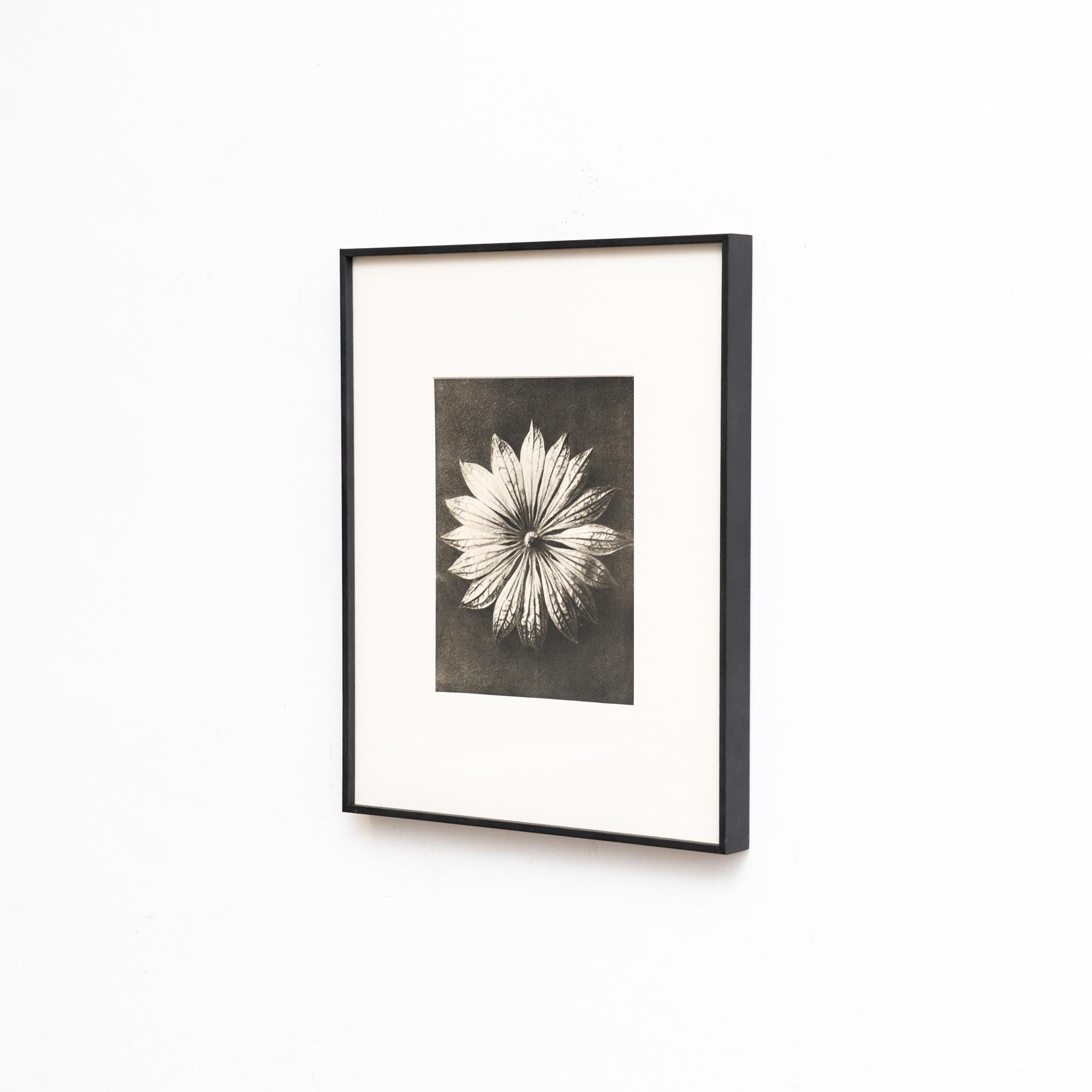 Ensemble de huit photogravures encadrées de Karl Blossfeldt : Natural Elegance (1942) Bon état - En vente à Barcelona, Barcelona