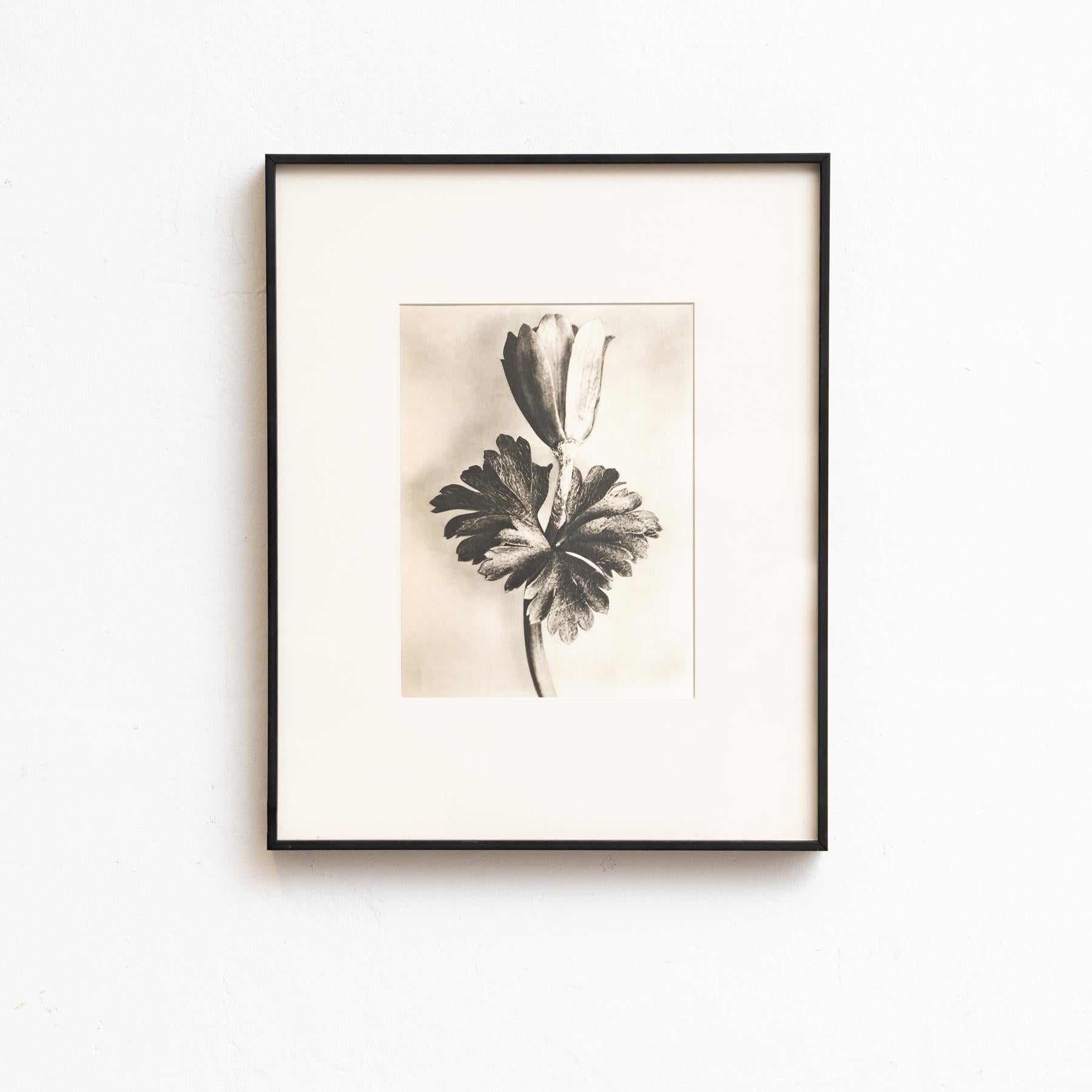 Set of Eight Karl Blossfeldt Framed Photogravures: Nature's Elegance (1942) In Good Condition For Sale In Barcelona, Barcelona