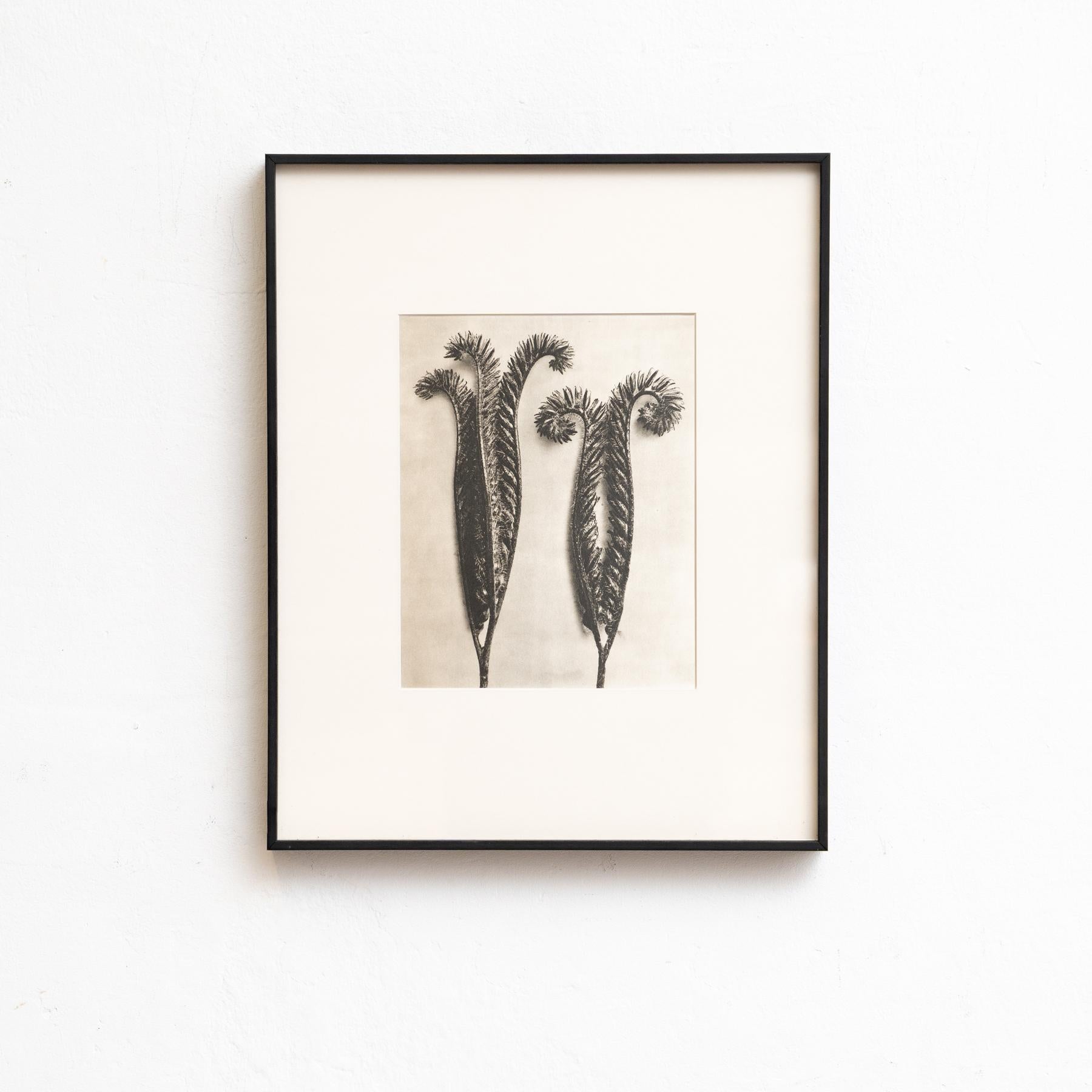 Mid-20th Century Set of Eight Karl Blossfeldt Framed Photogravures: Nature's Elegance (1942) For Sale