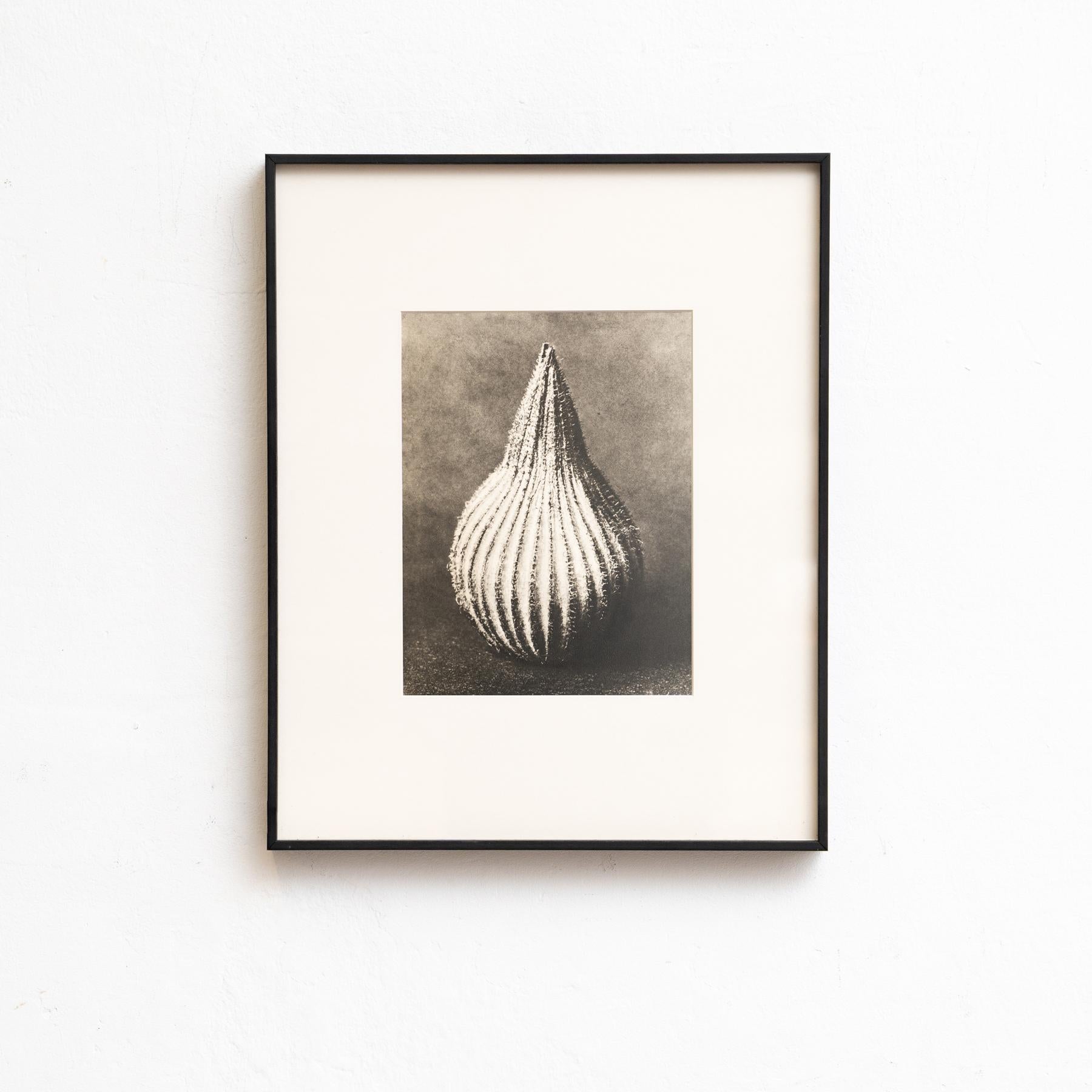 Mid-20th Century Set of Eight Karl Blossfeldt Framed Photogravures: Nature's Elegance (1942) For Sale