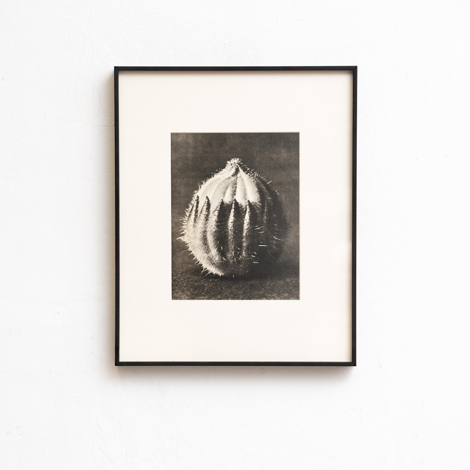 Paper Set of Eight Karl Blossfeldt Framed Photogravures: Nature's Elegance (1942) For Sale