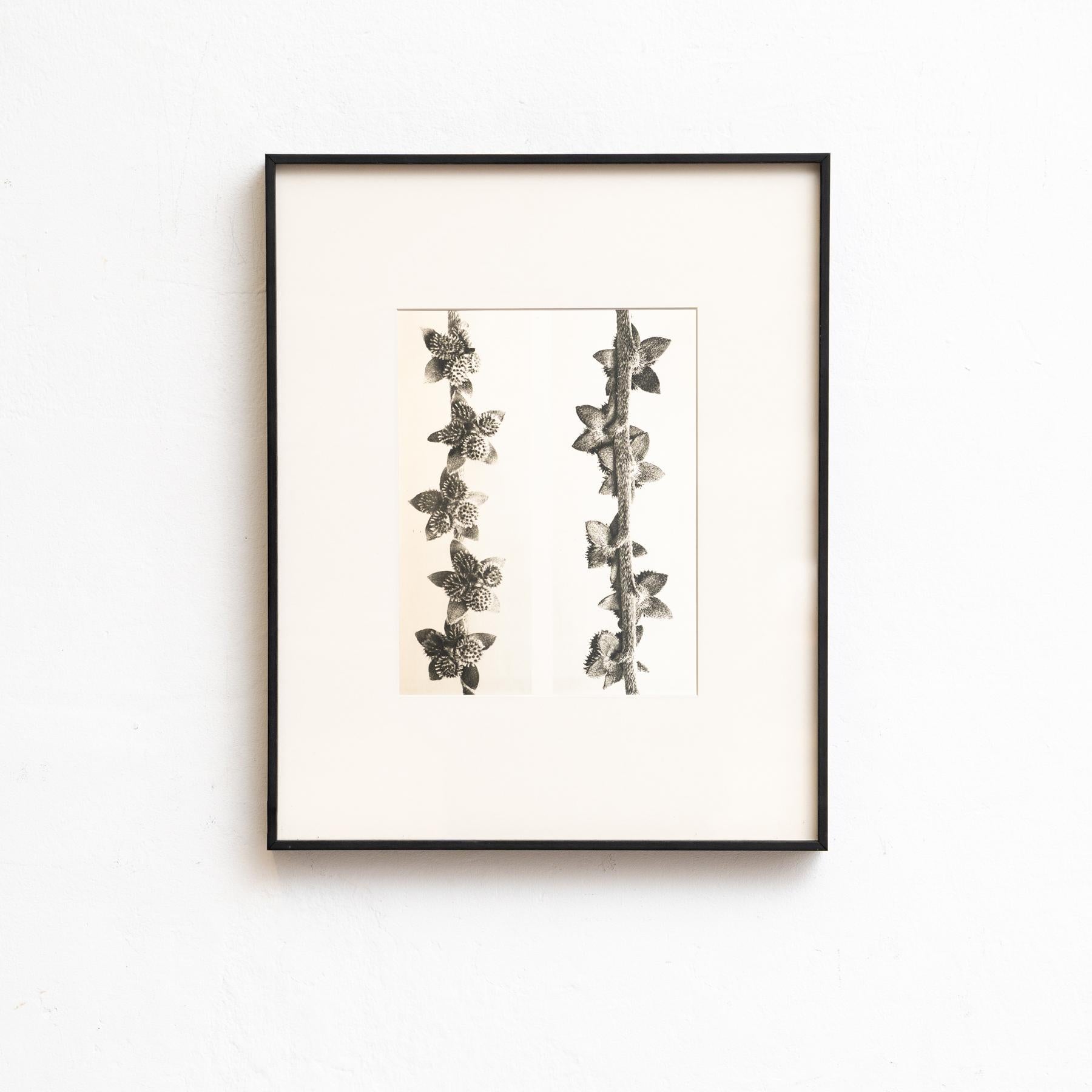 Set of Eight Karl Blossfeldt Framed Photogravures: Nature's Elegance (1942) For Sale 1