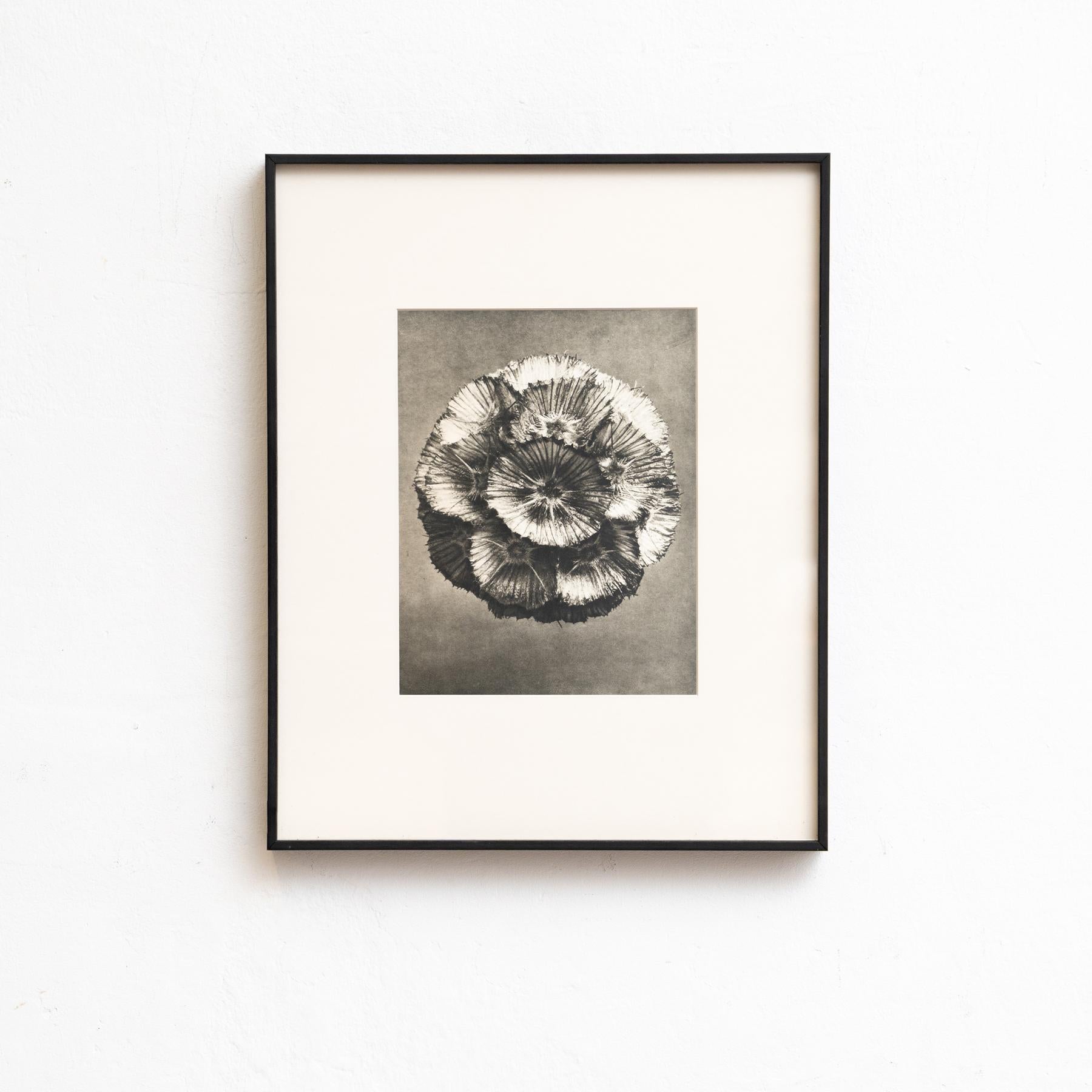 Set of Eight Karl Blossfeldt Framed Photogravures: Nature's Elegance (1942) For Sale 2