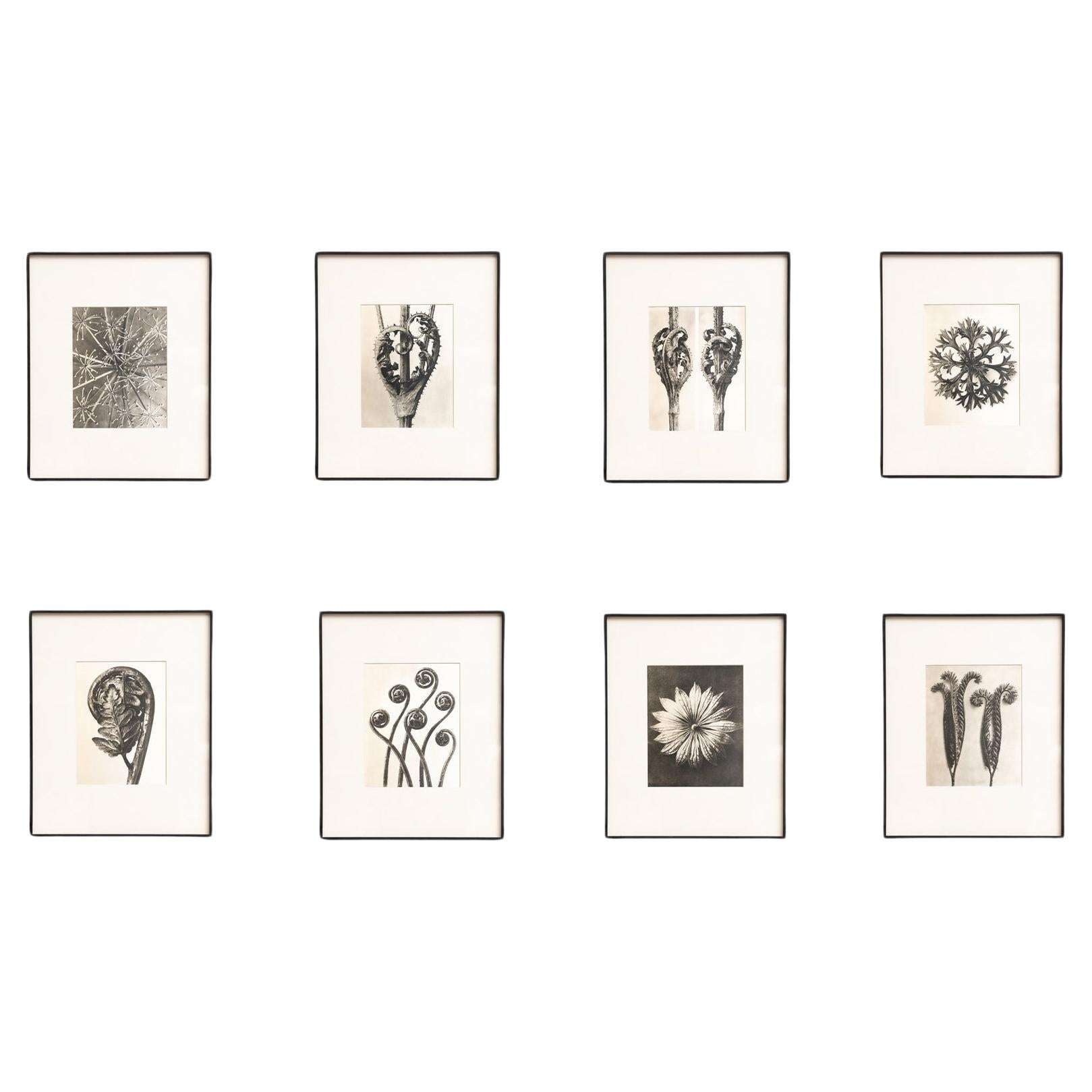 Set of Eight Karl Blossfeldt Framed Photogravures: Nature's Elegance (1942) For Sale