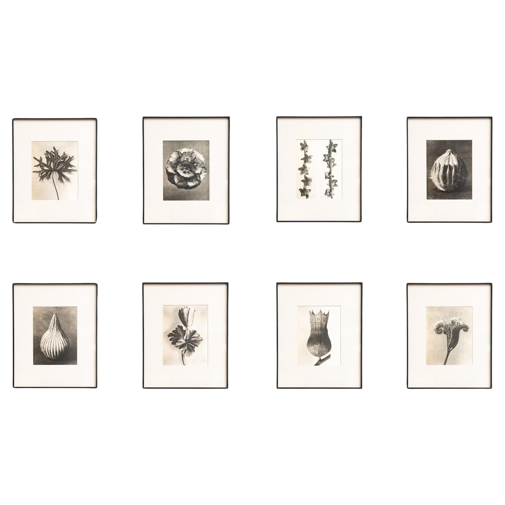 Set of Eight Karl Blossfeldt Framed Photogravures: Nature's Elegance (1942)