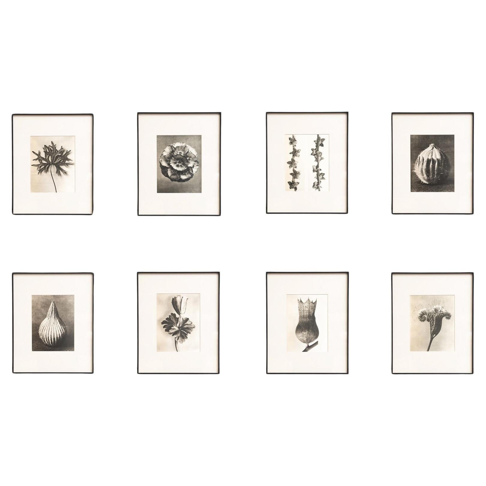 Set of Eight Karl Blossfeldt Framed Photogravures: Nature's Elegance (1942) For Sale