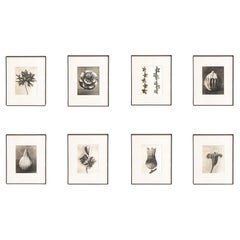 Ensemble de huit photogravures encadrées de Karl Blossfeldt : Natural Elegance (1942)