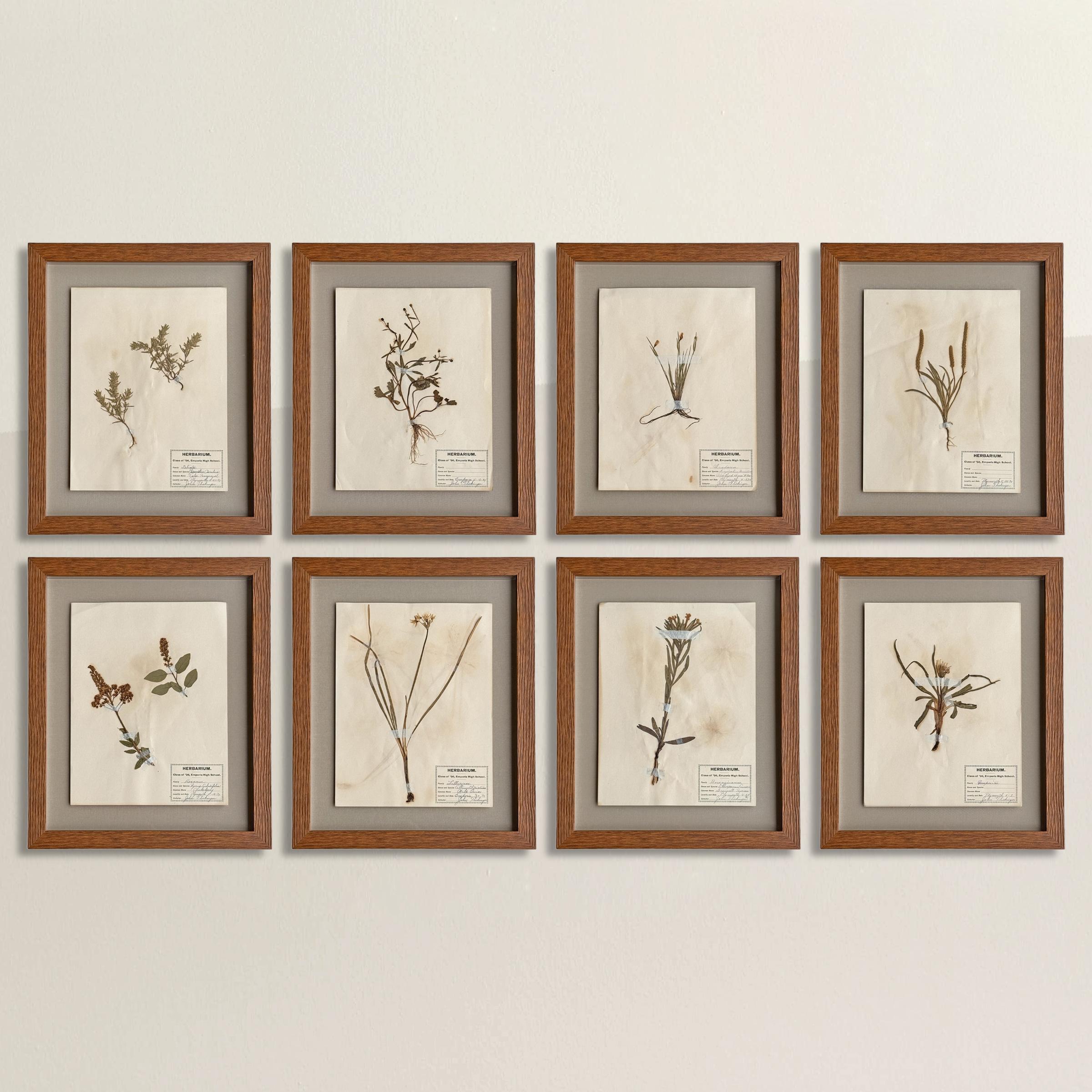 Questa affascinante collezione di otto esemplari d'erbario incorniciati offre un raro sguardo sulla flora del Kansas della fine del XIX secolo. Raccolti nel 1894 da John Flickinger, uno studente della Emporia High School, questi delicati studi