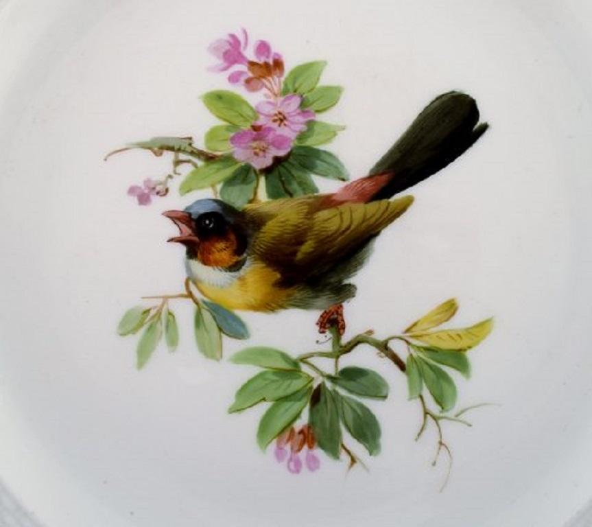 German Set of Eight Meissen Plates, Hand Painted with Birds and Insects