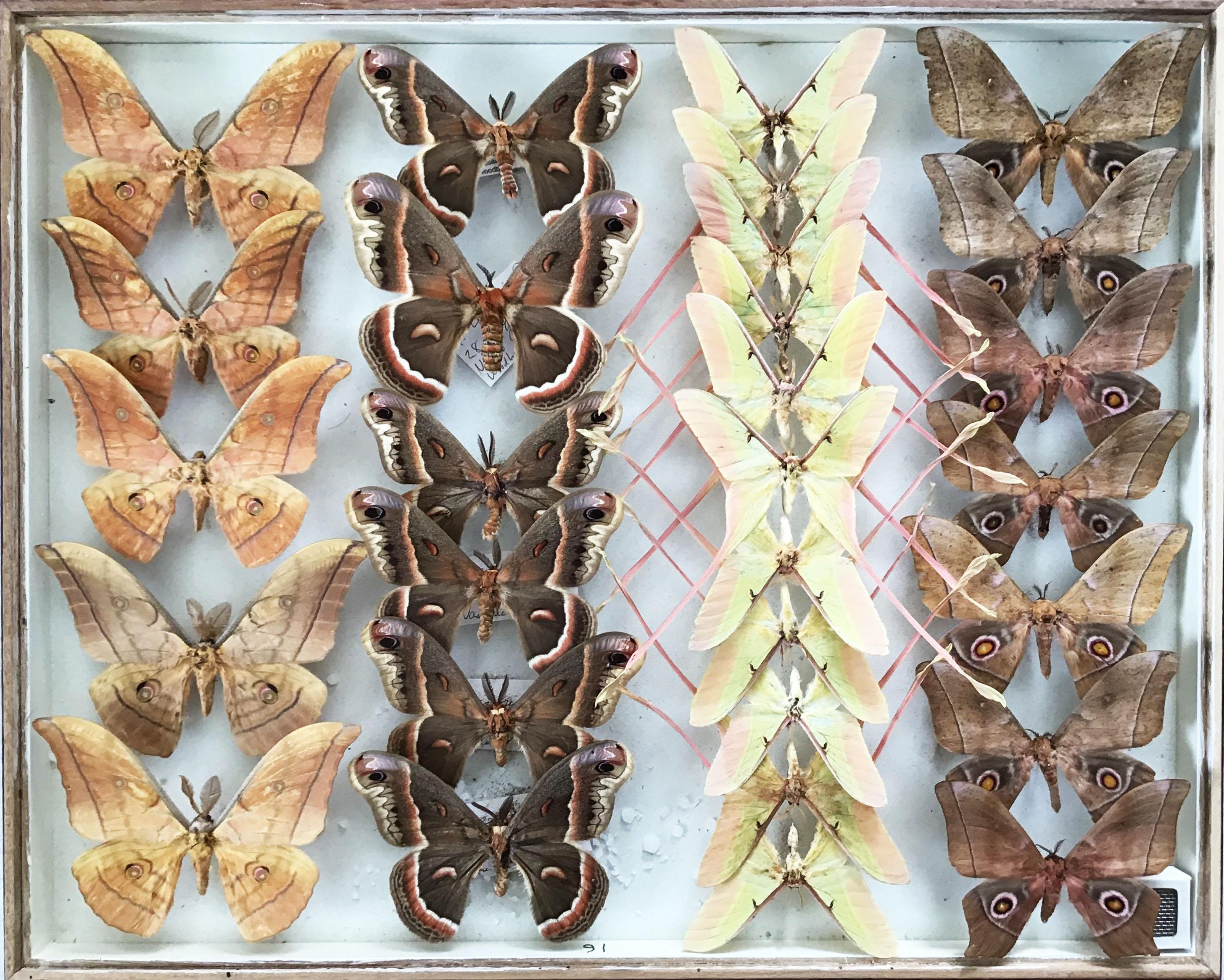 Set of Eight Shadow Boxes of Butterfly and Moth Specimens 8