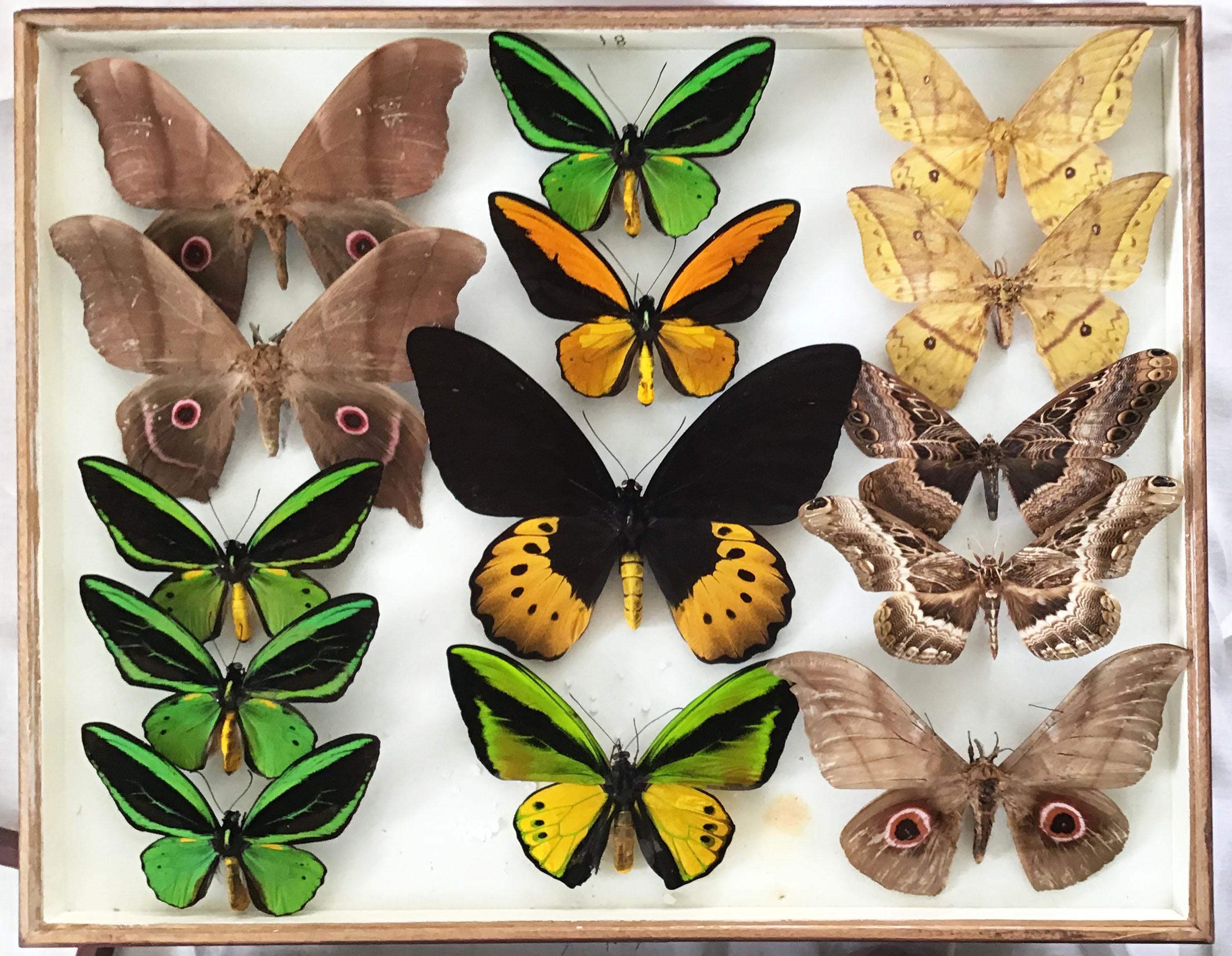 Set of Eight Shadow Boxes of Butterfly and Moth Specimens 11