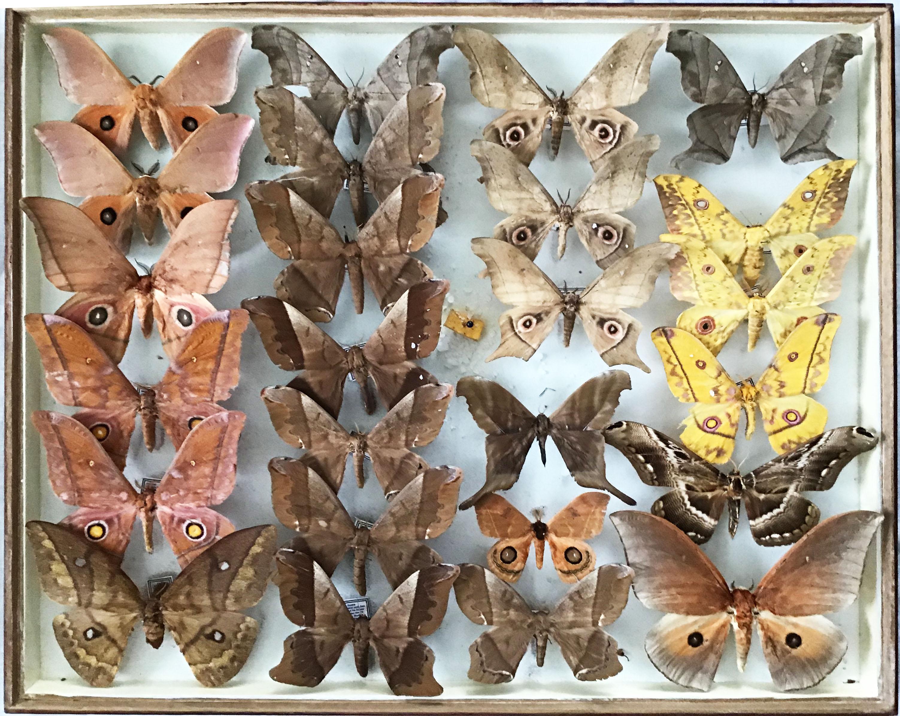 Exceptional set of eight butterfly and moth specimens from around the world, placed in beautiful vintage glass and wood display cases from the 1940s, originally painted red and in beautiful condition.

These cases include rare Saturniidae Moths,