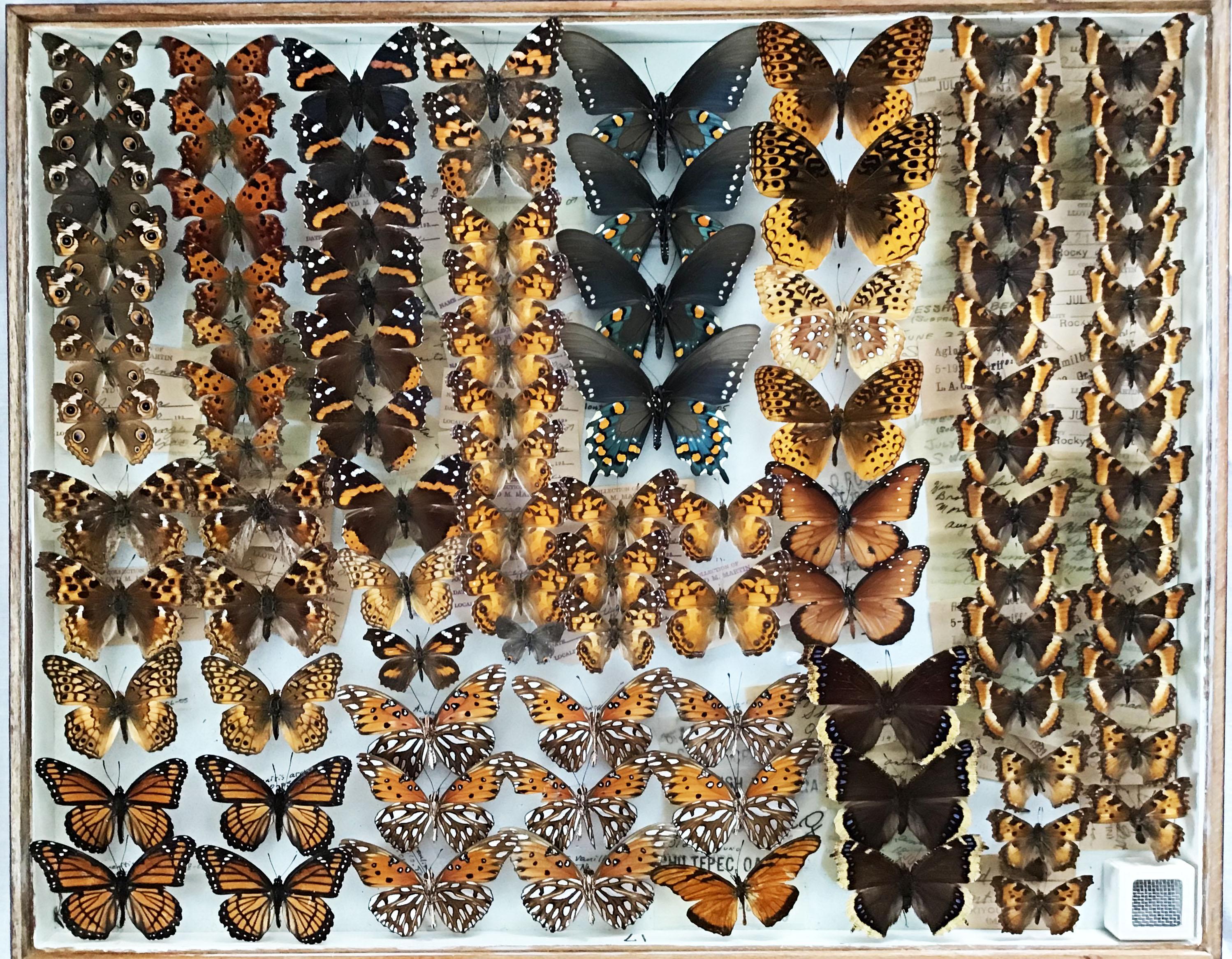 Set of Eight Shadow Boxes of Butterfly and Moth Specimens In Excellent Condition In Larkspur, CA