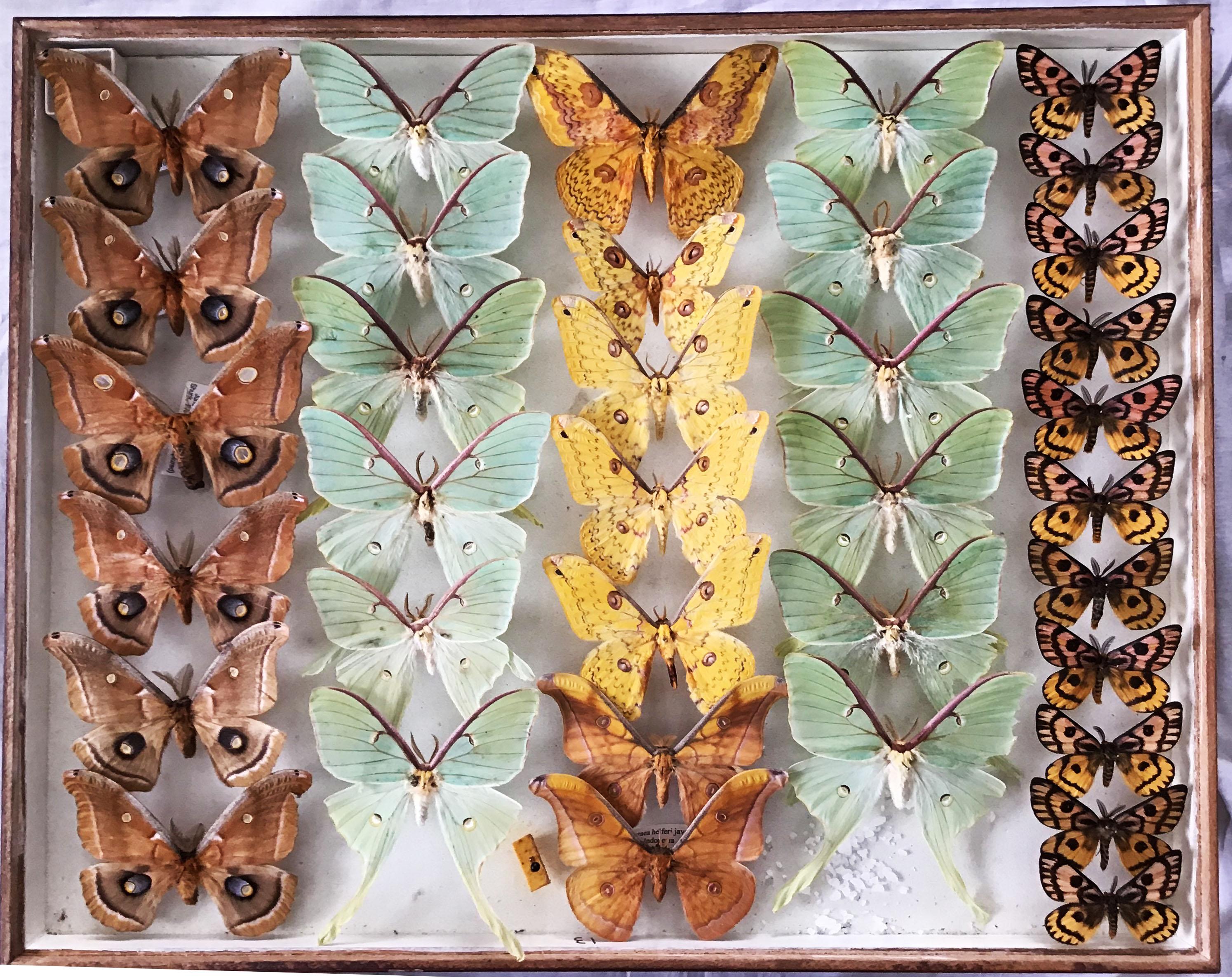 Set of Eight Shadow Boxes of Butterfly and Moth Specimens 2