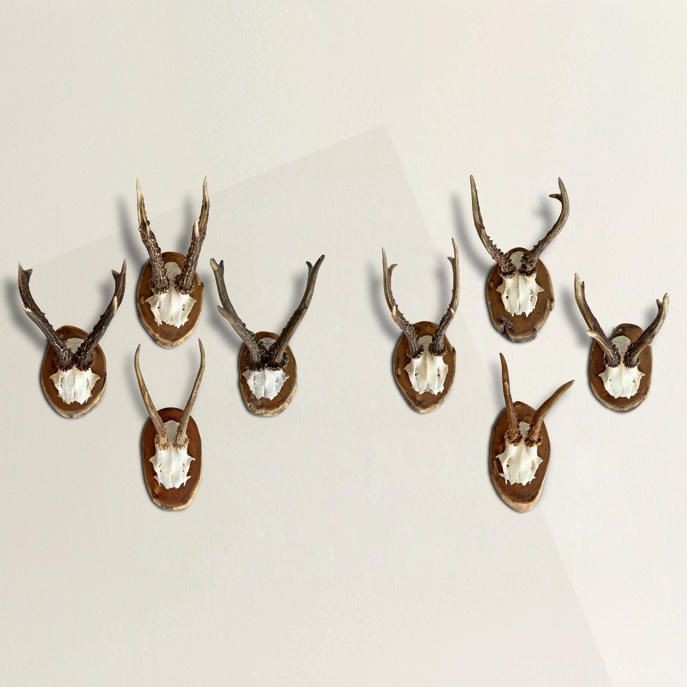A collection of eight 20th century German Roe Deer trophy mounts including the skull caps and antlers. In years past only landowners were allowed to hunt game, and often showed off their wealth by hanging trophy mounts throughout their grande