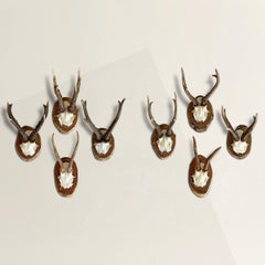 Set of Eight Vintage German Roe Deer Mounts