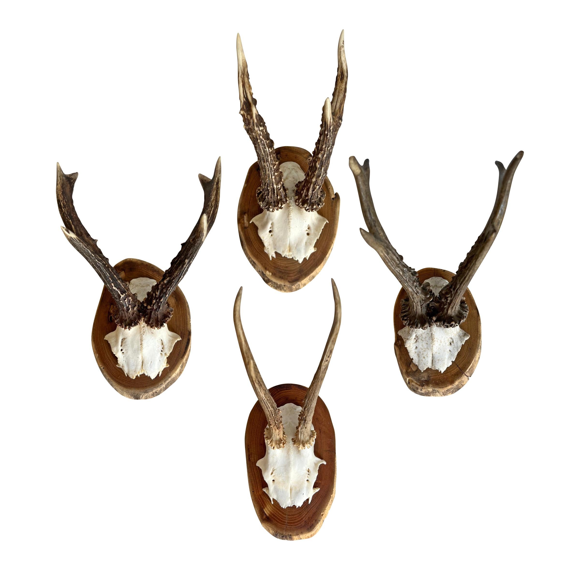 Rustic Set of Eight Vintage German Roe Deer Mounts