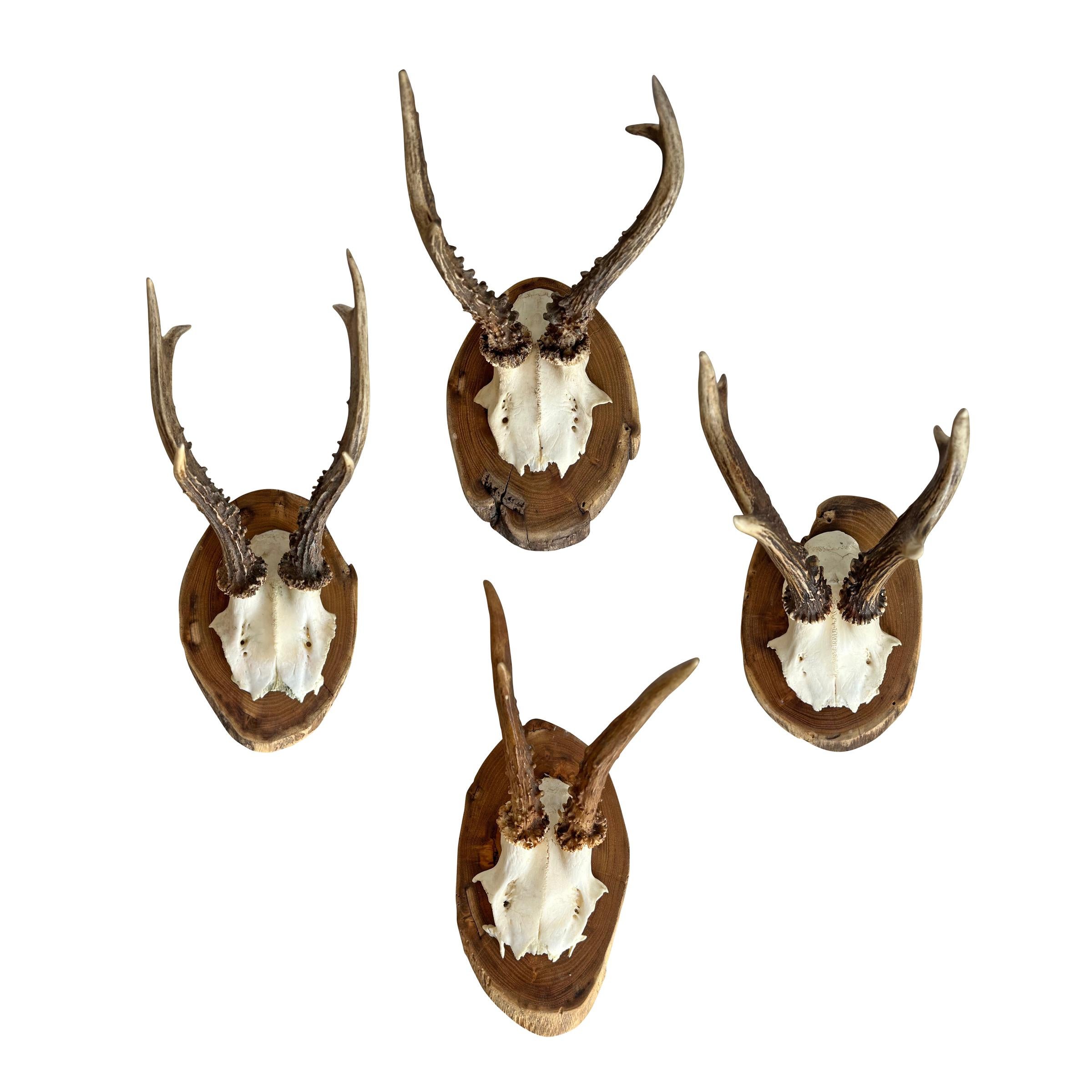 Set of Eight Vintage German Roe Deer Mounts In Good Condition In Chicago, IL