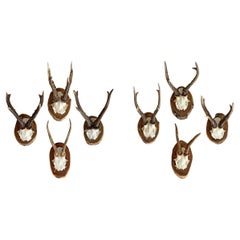 Set of Eight Vintage German Roe Deer Mounts