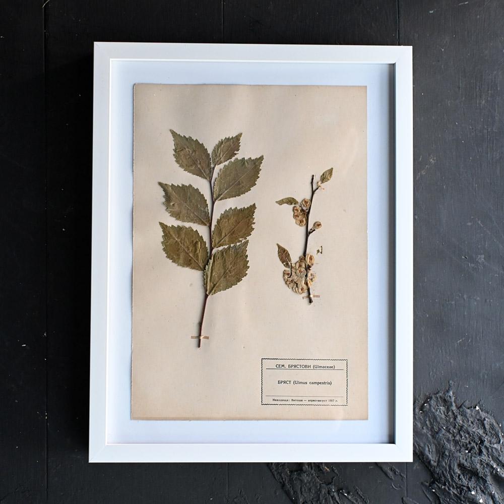 Set of Eleven mid-20th century pressed museum flower specimens  For Sale 3