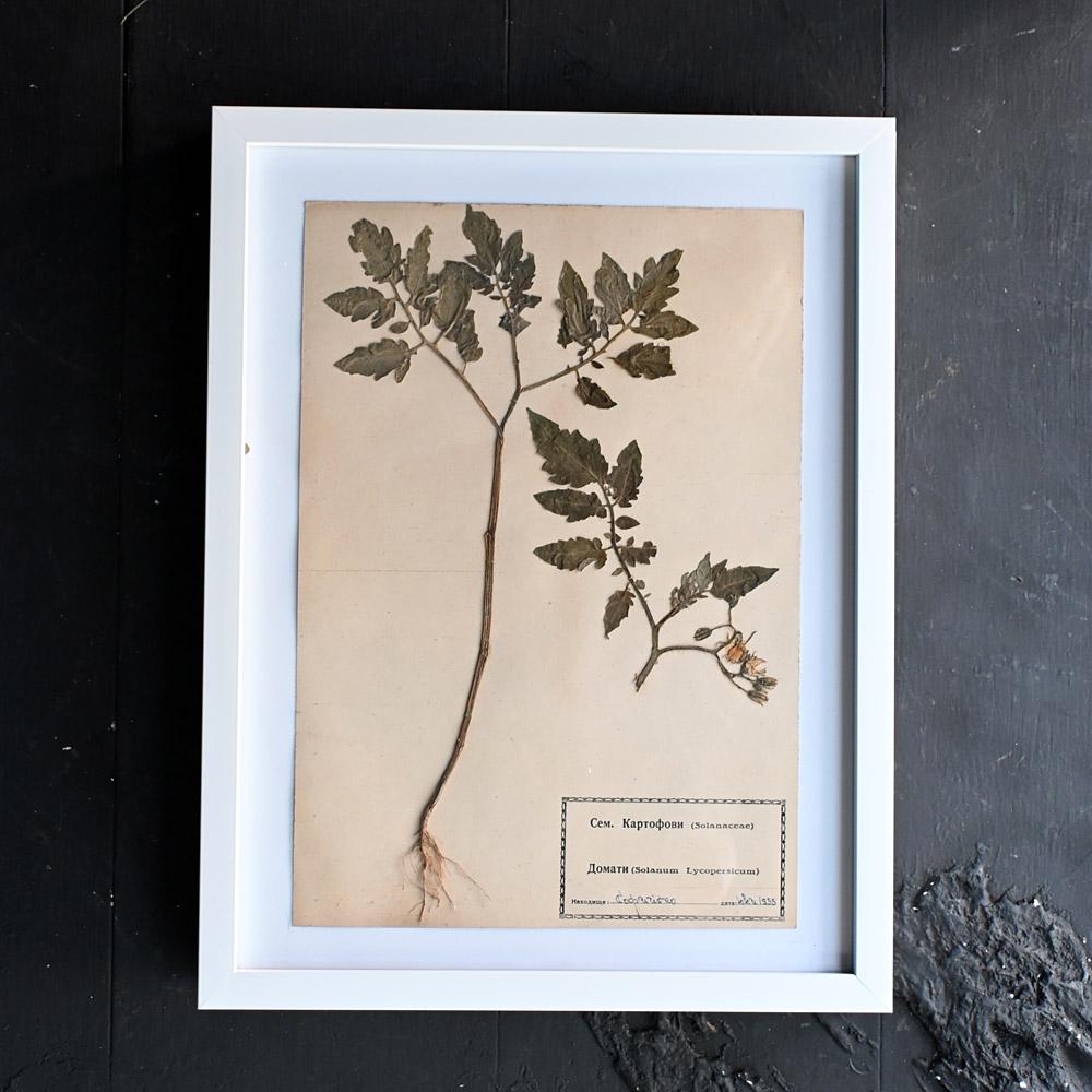 Set of Eleven mid-20th century pressed museum flower specimens  For Sale 4