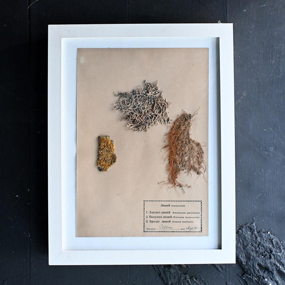 Set of Eleven mid-20th century pressed museum flower specimens  For Sale 5