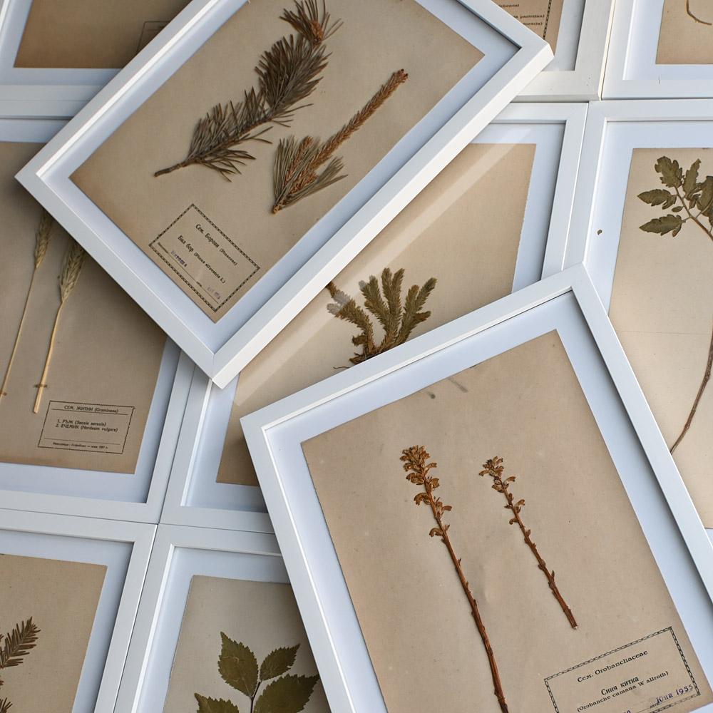 Set of Eleven mid-20th century pressed museum flower specimens 
A collection of eleven framed mid-20th century Bulgarian pressed flower and foliage specimens. Each example is stamped by the museum which contains its scientific and common name, area