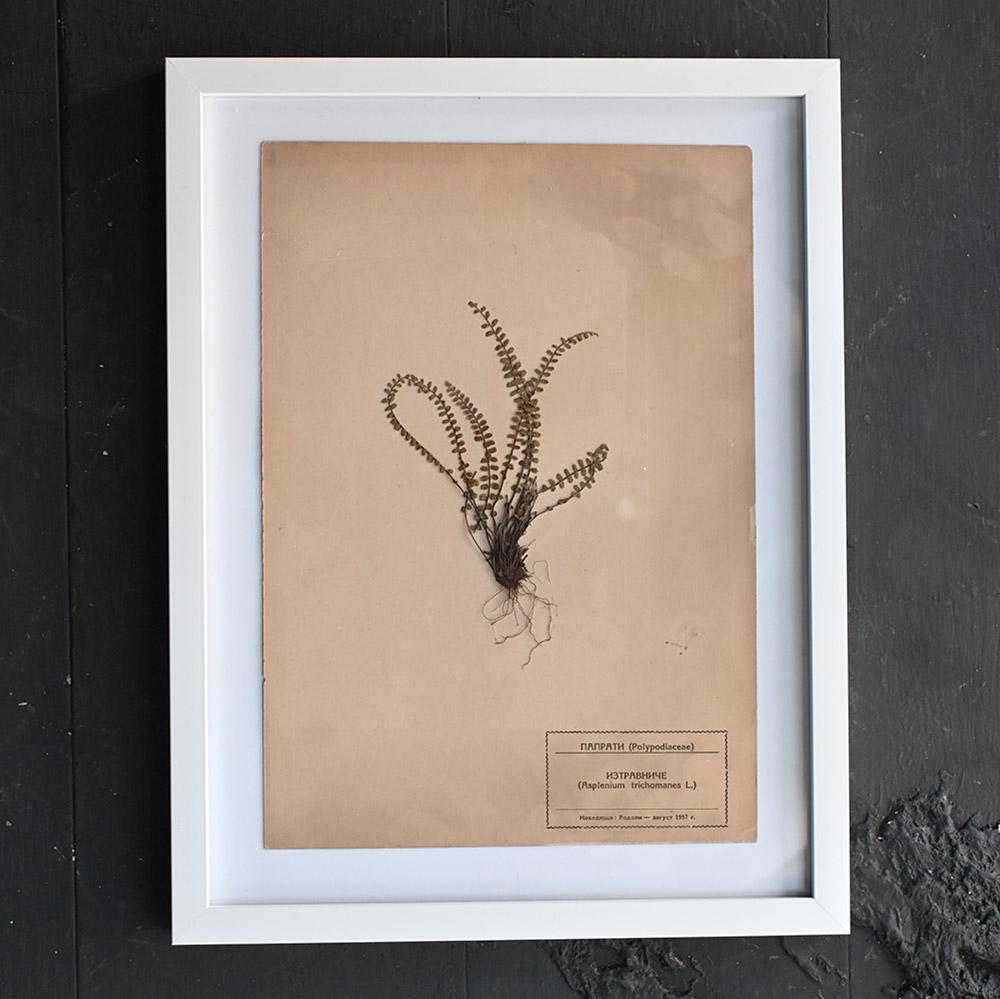 Hand-Crafted Set of Eleven mid-20th century pressed museum flower specimens  For Sale