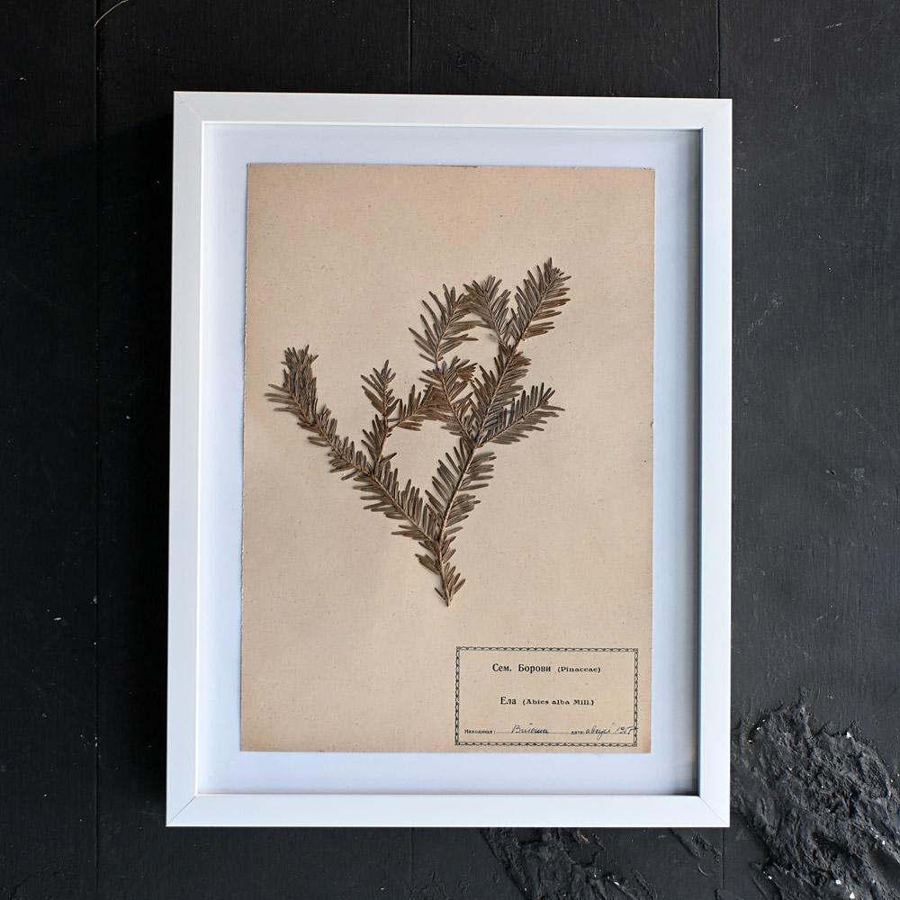 Set of Eleven mid-20th century pressed museum flower specimens  In Fair Condition For Sale In London, GB