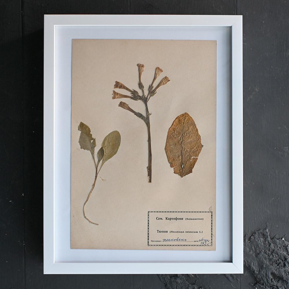 20th Century Set of Eleven mid-20th century pressed museum flower specimens  For Sale