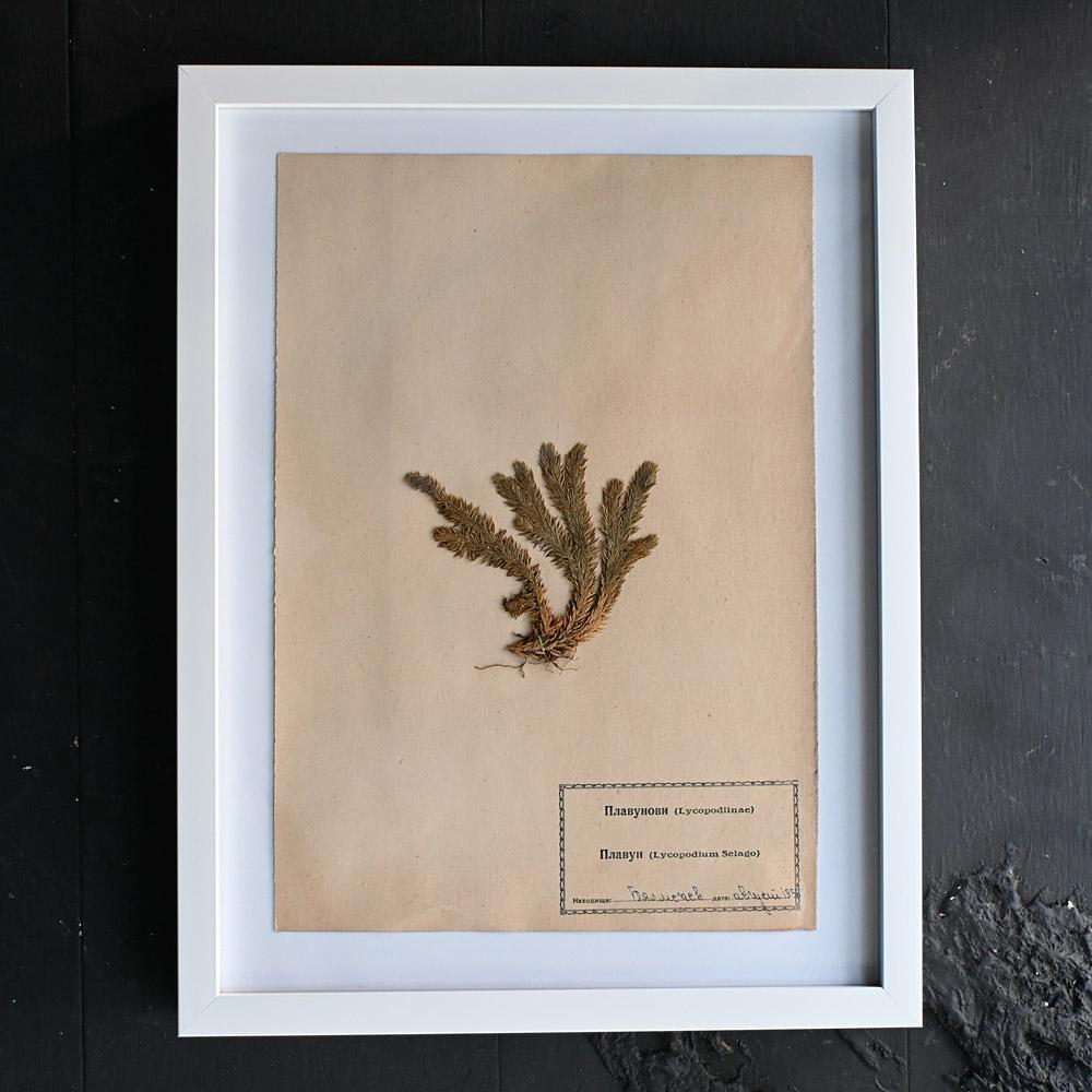 Set of Eleven mid-20th century pressed museum flower specimens  For Sale 1