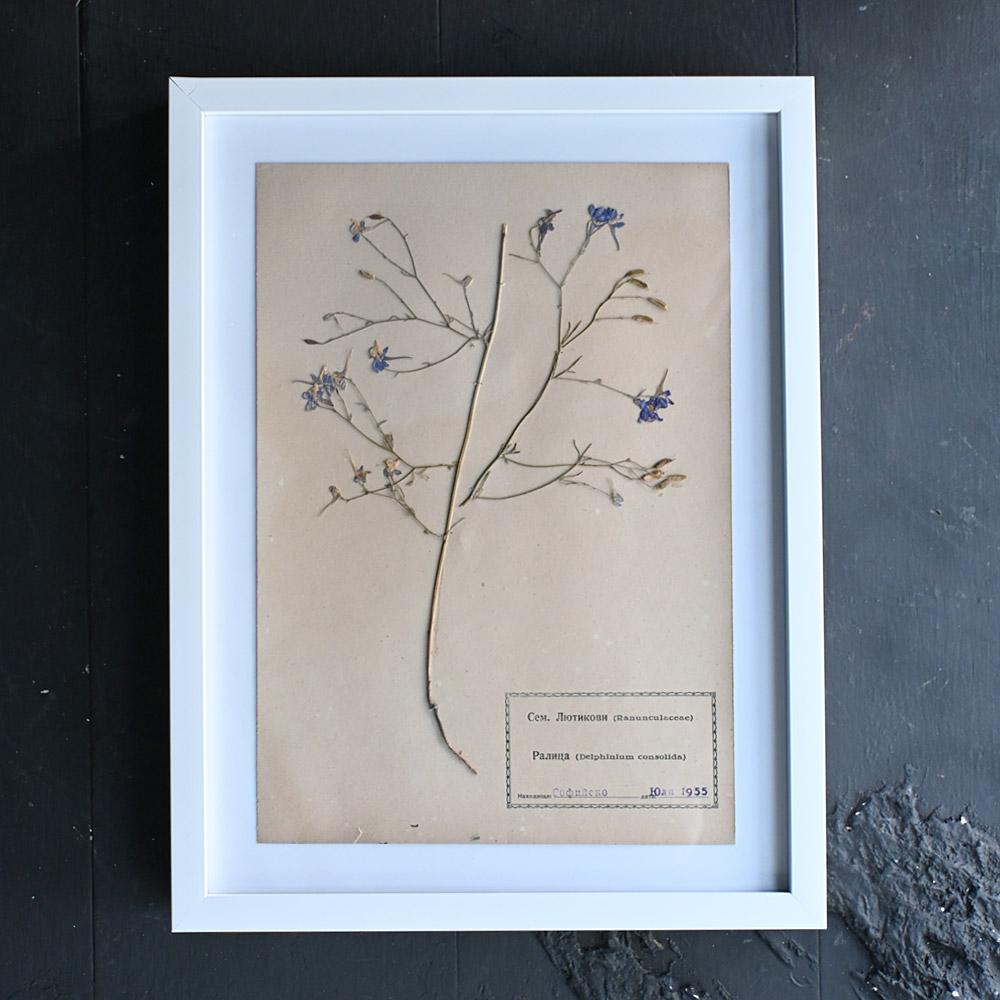 Set of Eleven mid-20th century pressed museum flower specimens  For Sale 2