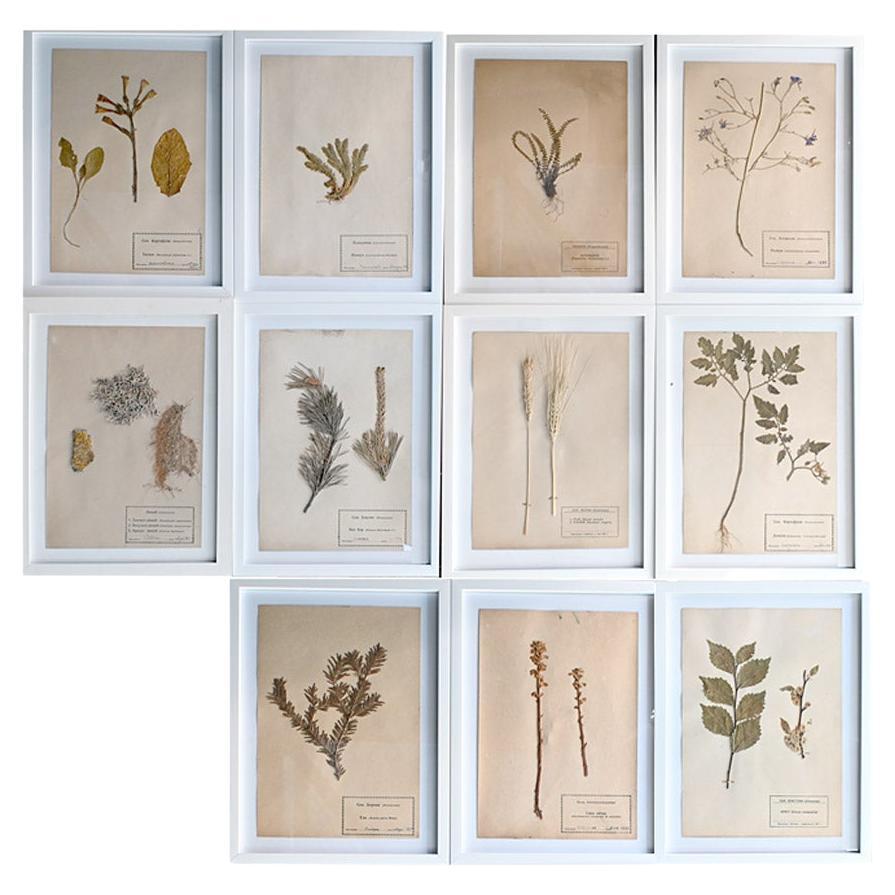 Set of Eleven mid-20th century pressed museum flower specimens  For Sale