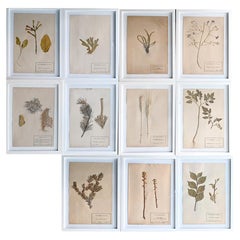 Set of Eleven mid-20th century pressed museum flower specimens 