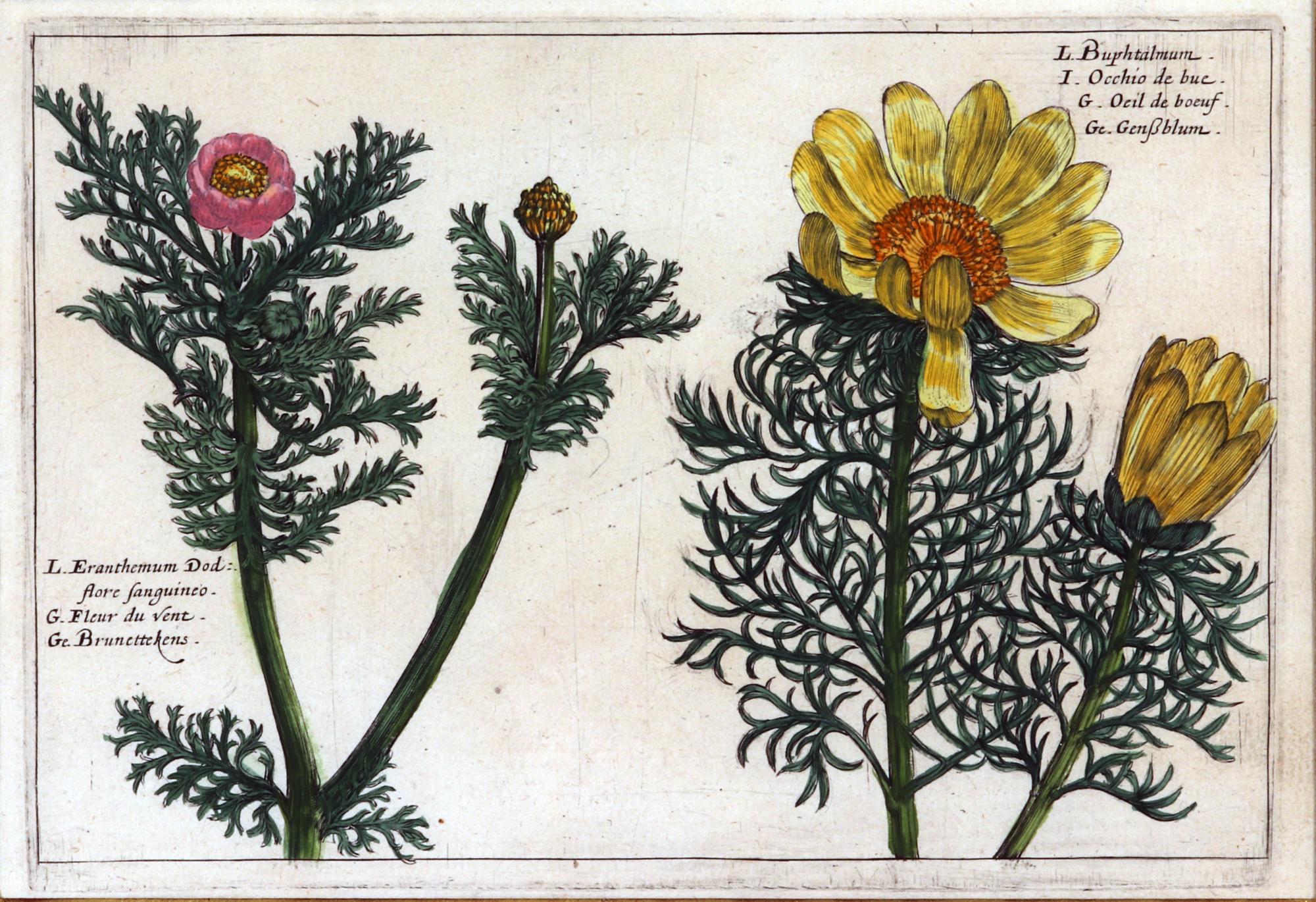 Set of European Framed Botanical Prints, Crispin Van De Passe, 