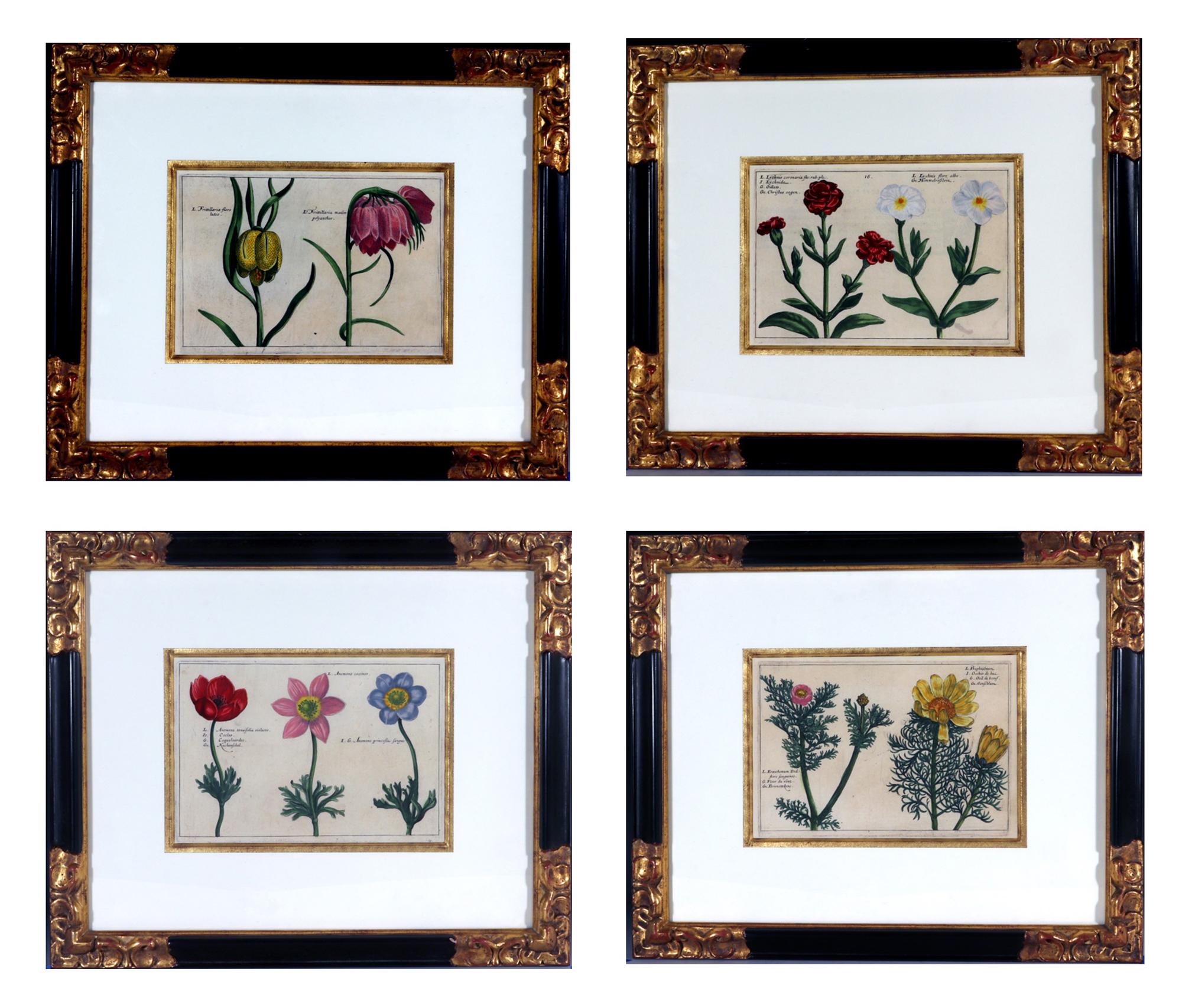 This set of four framed botanical prints is from Crispin van de Passe’s Hortus Floridus, published in 1614-1616. The Hortus Floridus was a collection of 160 engravings depicting flowering plants, and it was one of the most popular botanical books of