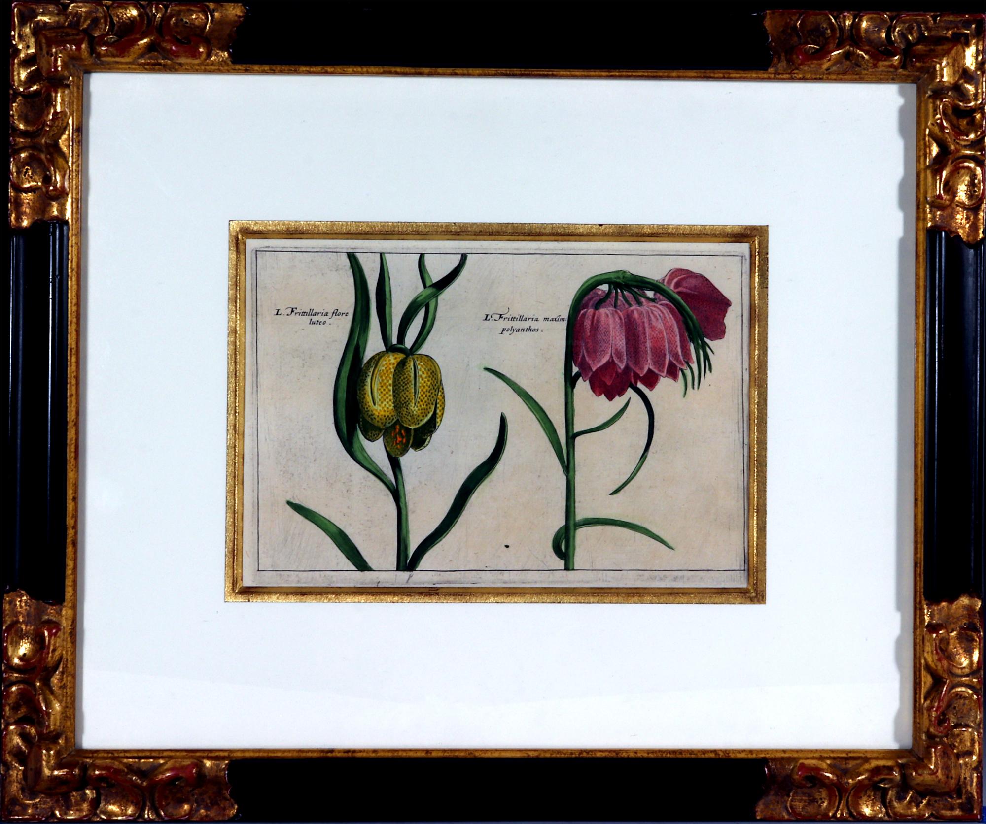 Elizabethan Set of European Framed Botanical Prints, Crispin Van De Passe, 