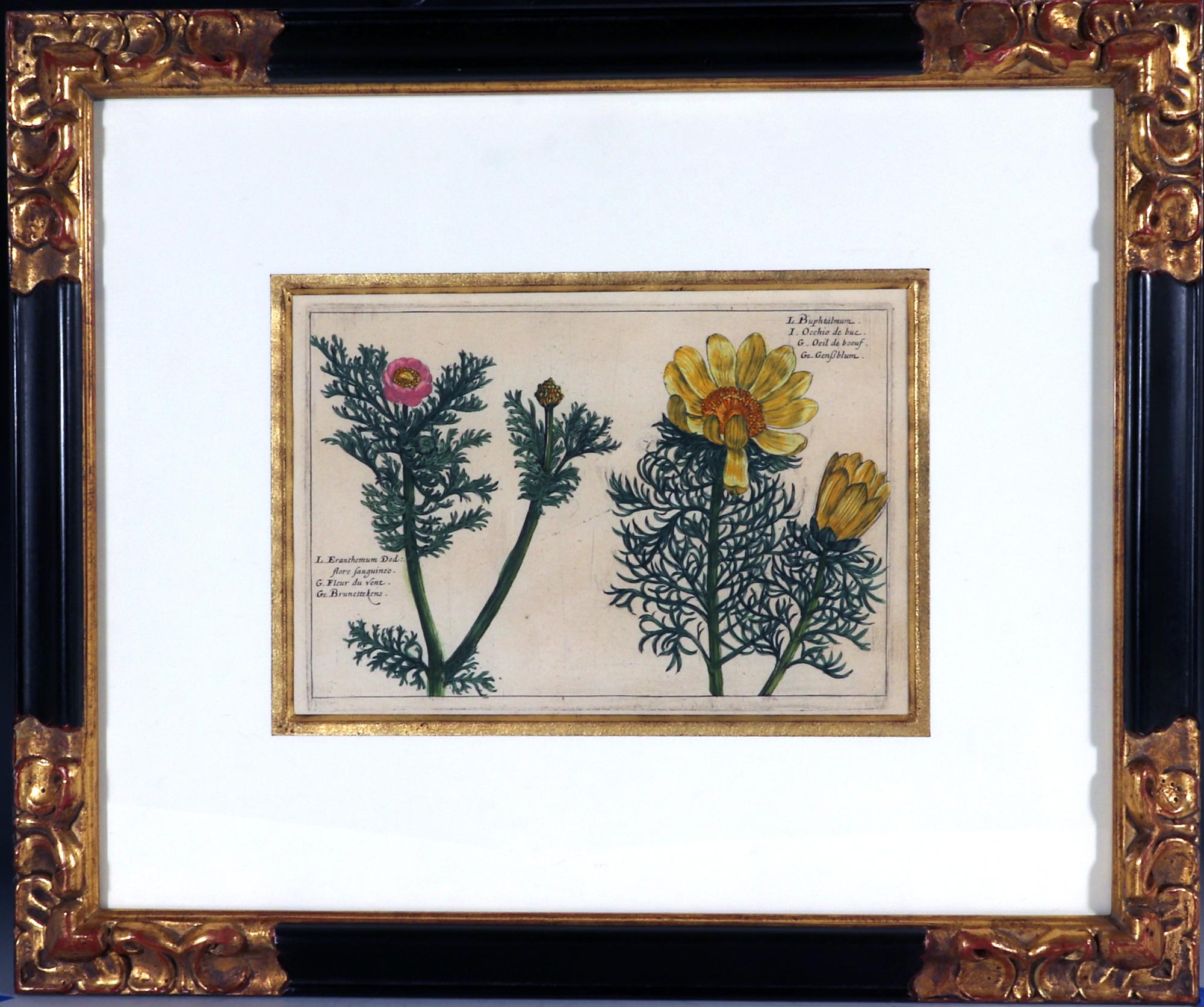 English Set of European Framed Botanical Prints, Crispin Van De Passe, 