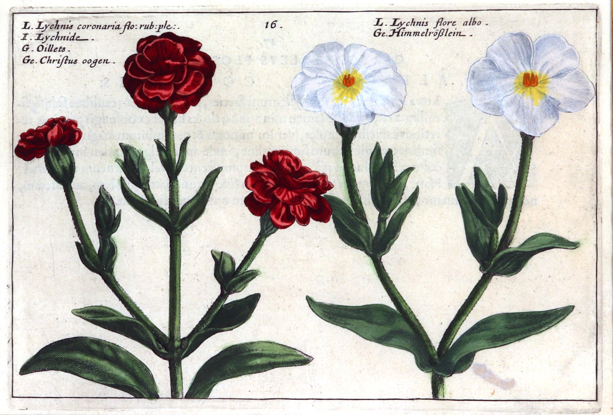 17th Century Set of European Framed Botanical Prints, Crispin Van De Passe, 