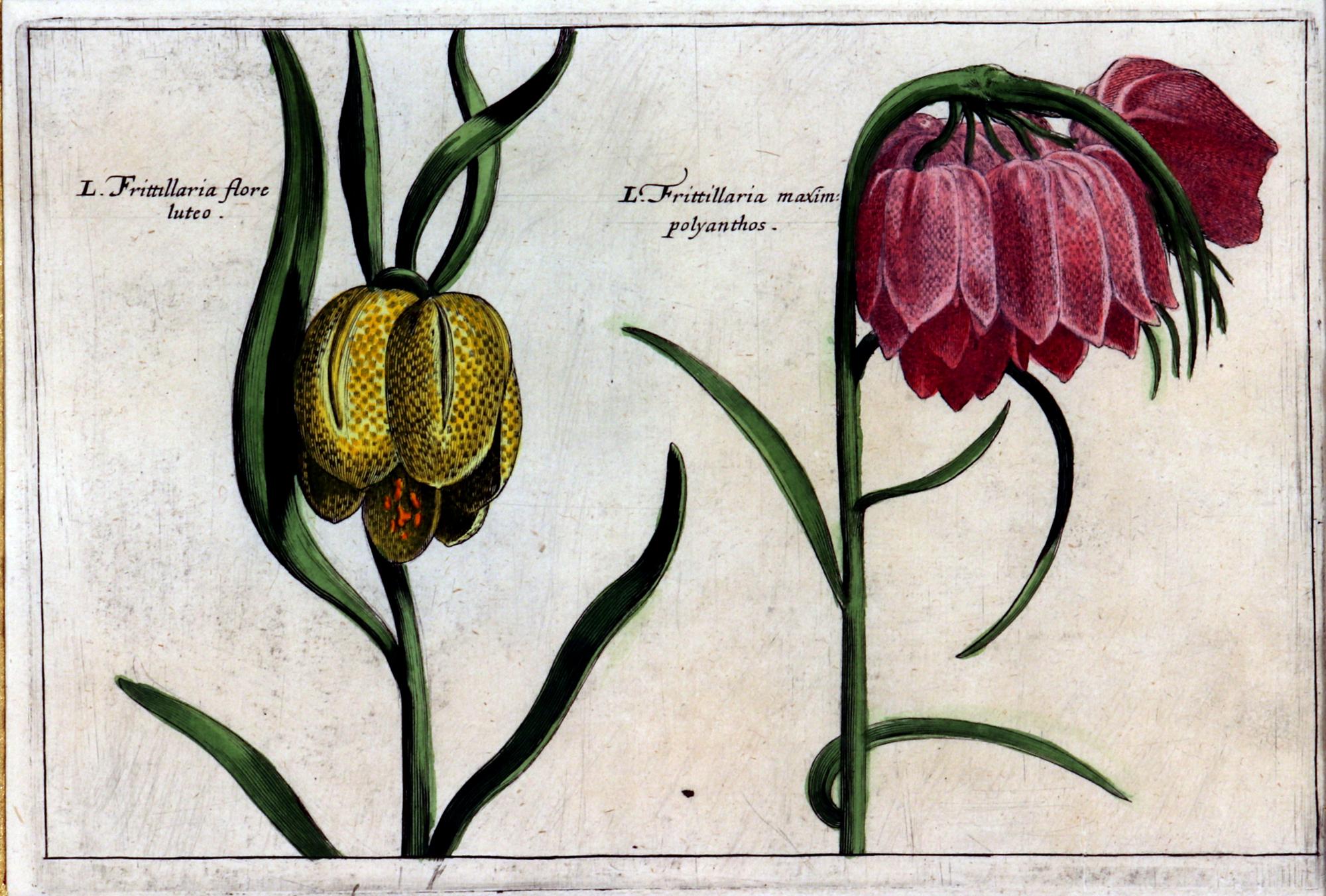 Paper Set of European Framed Botanical Prints, Crispin Van De Passe, 